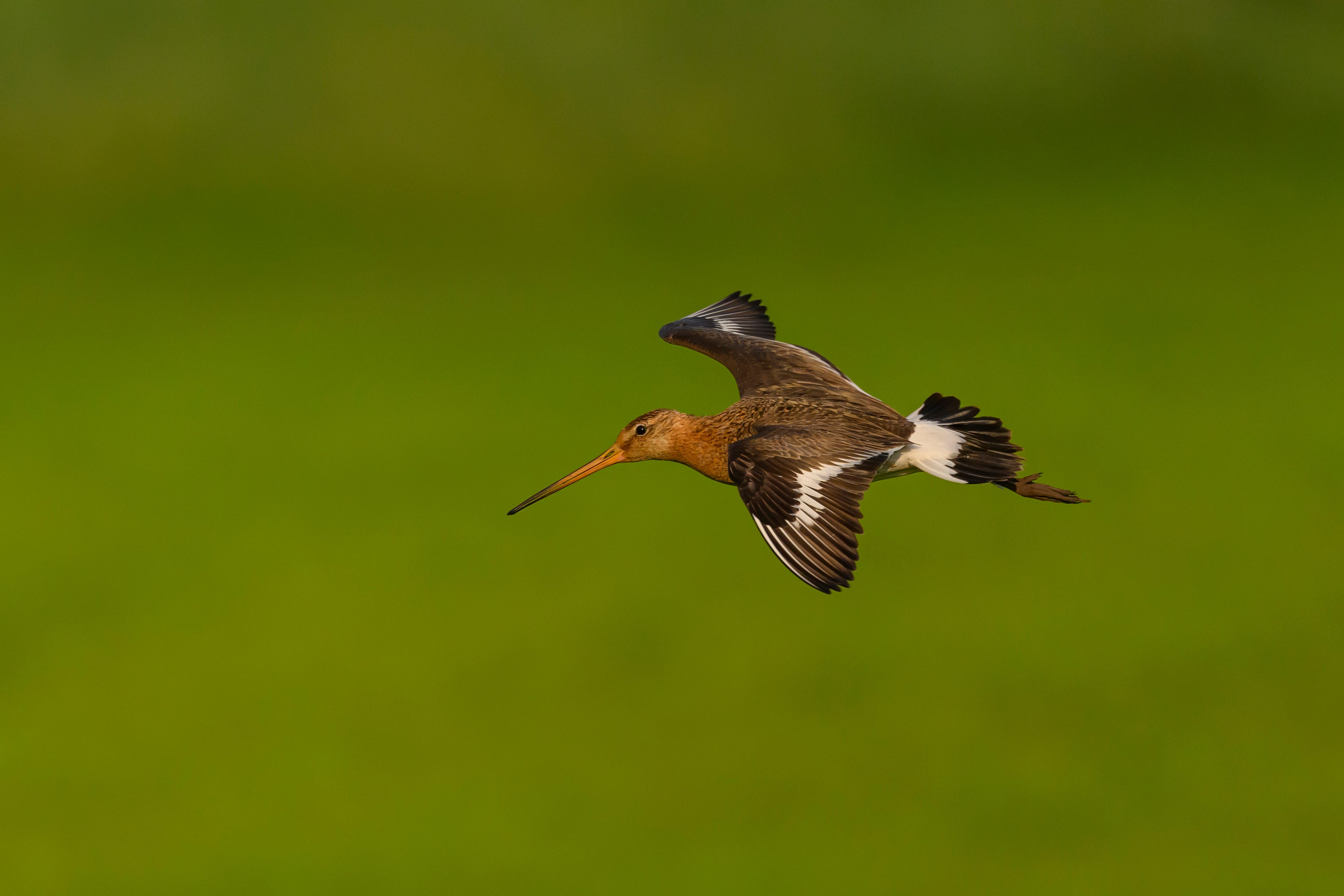 Веретенник и пожар на болоте. Фотограф Сергей Пупонин