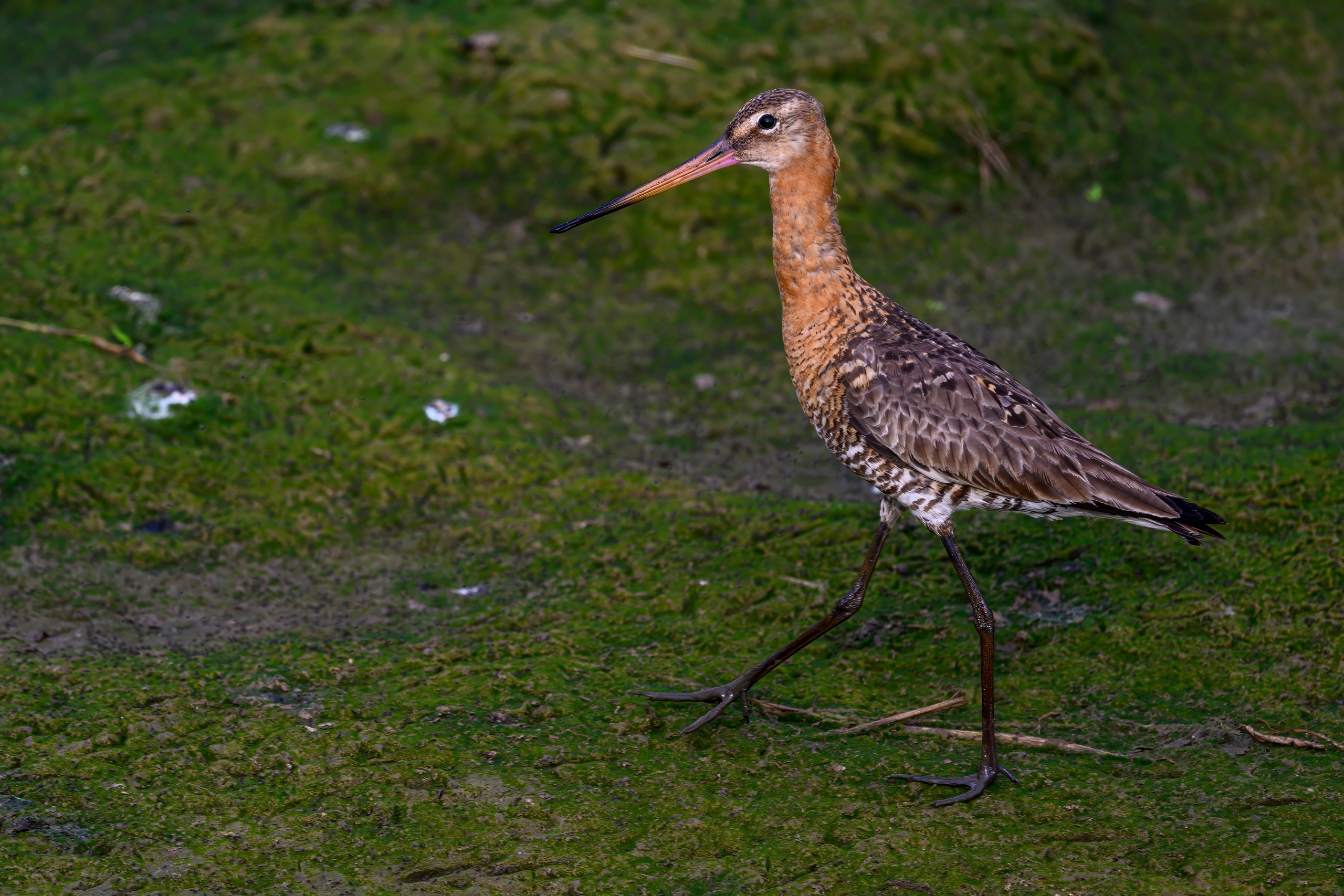 Совы и аисты. Owls and Storks. Wildlife photography by Sergey Puponin