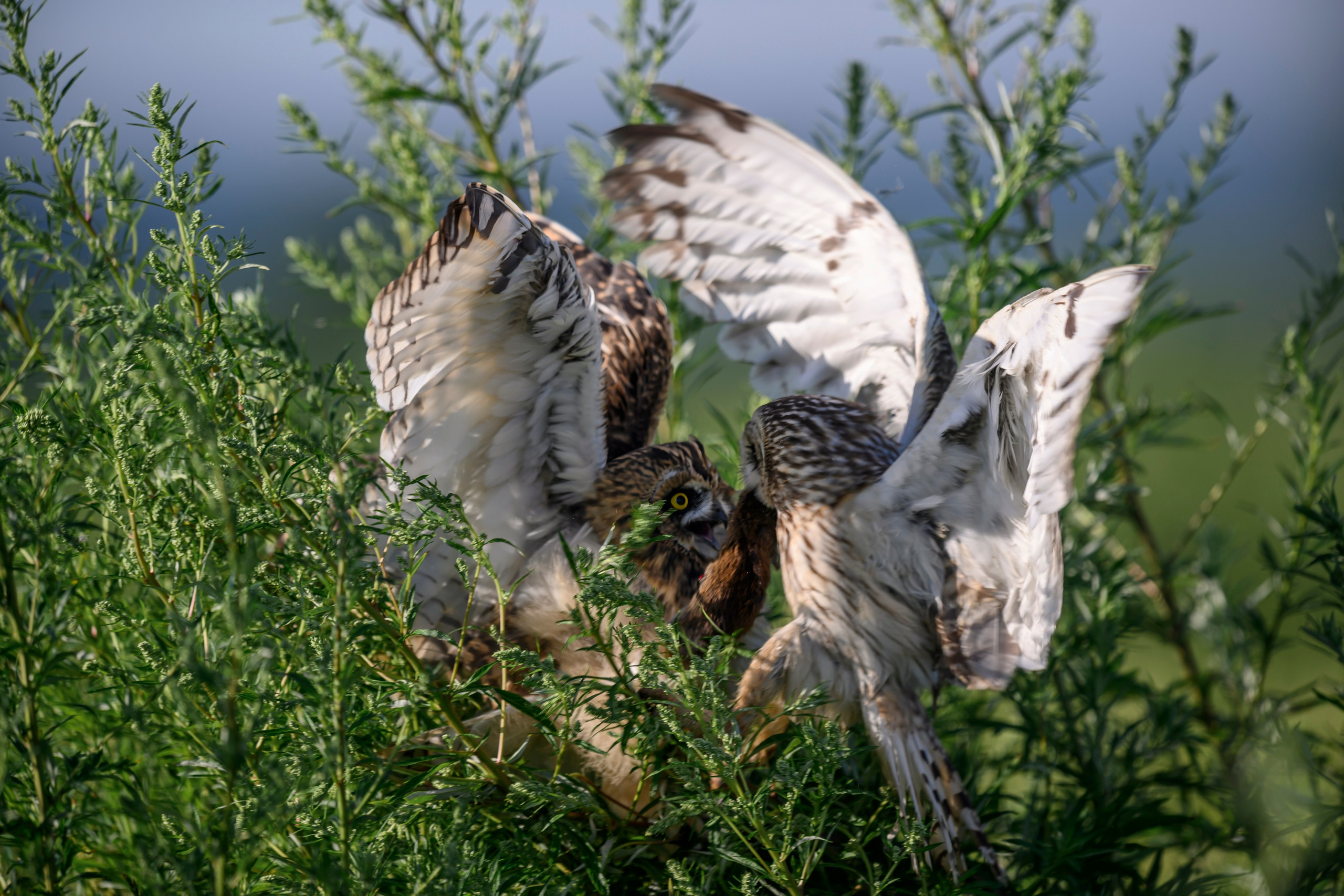 Кормление слетков. Feeding the Nestlings. Wildlife photography by Sergey Puponin