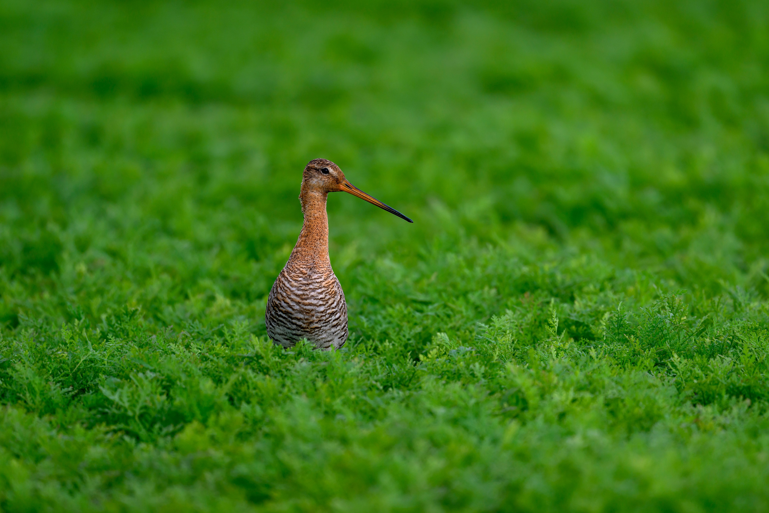 Веретенник и пожар на болоте. Фотограф Сергей Пупонин