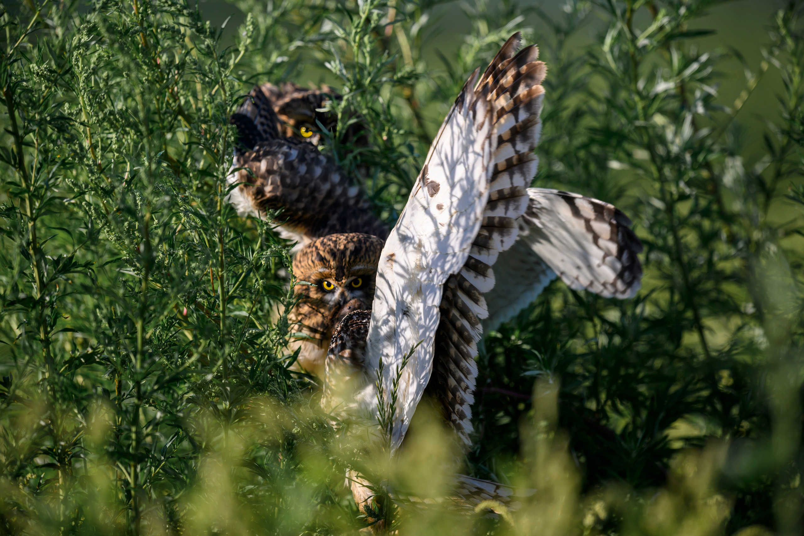 Кормление слетков. Feeding the Nestlings. Wildlife photography by Sergey Puponin