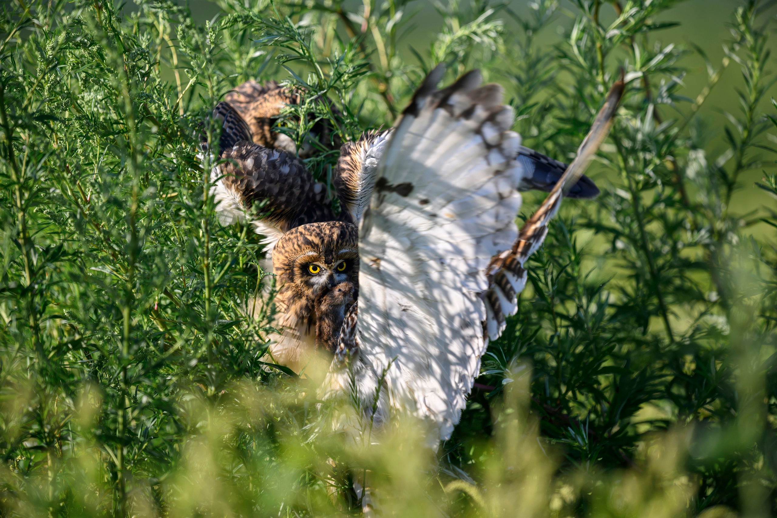 Кормление слетков. Feeding the Nestlings. Wildlife photography by Sergey Puponin
