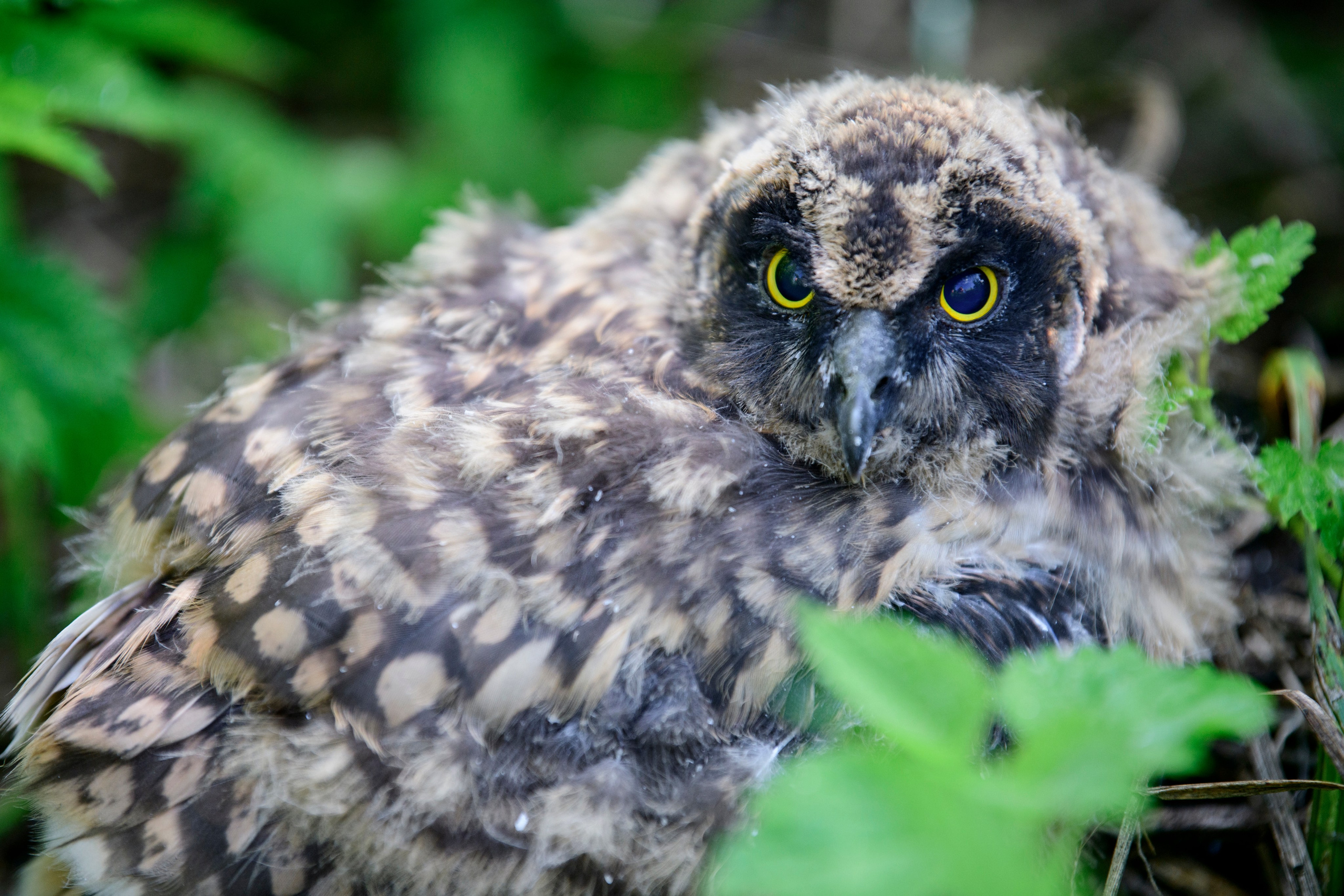 Совята. The owlets. Фотограф Сергей Пупонин
