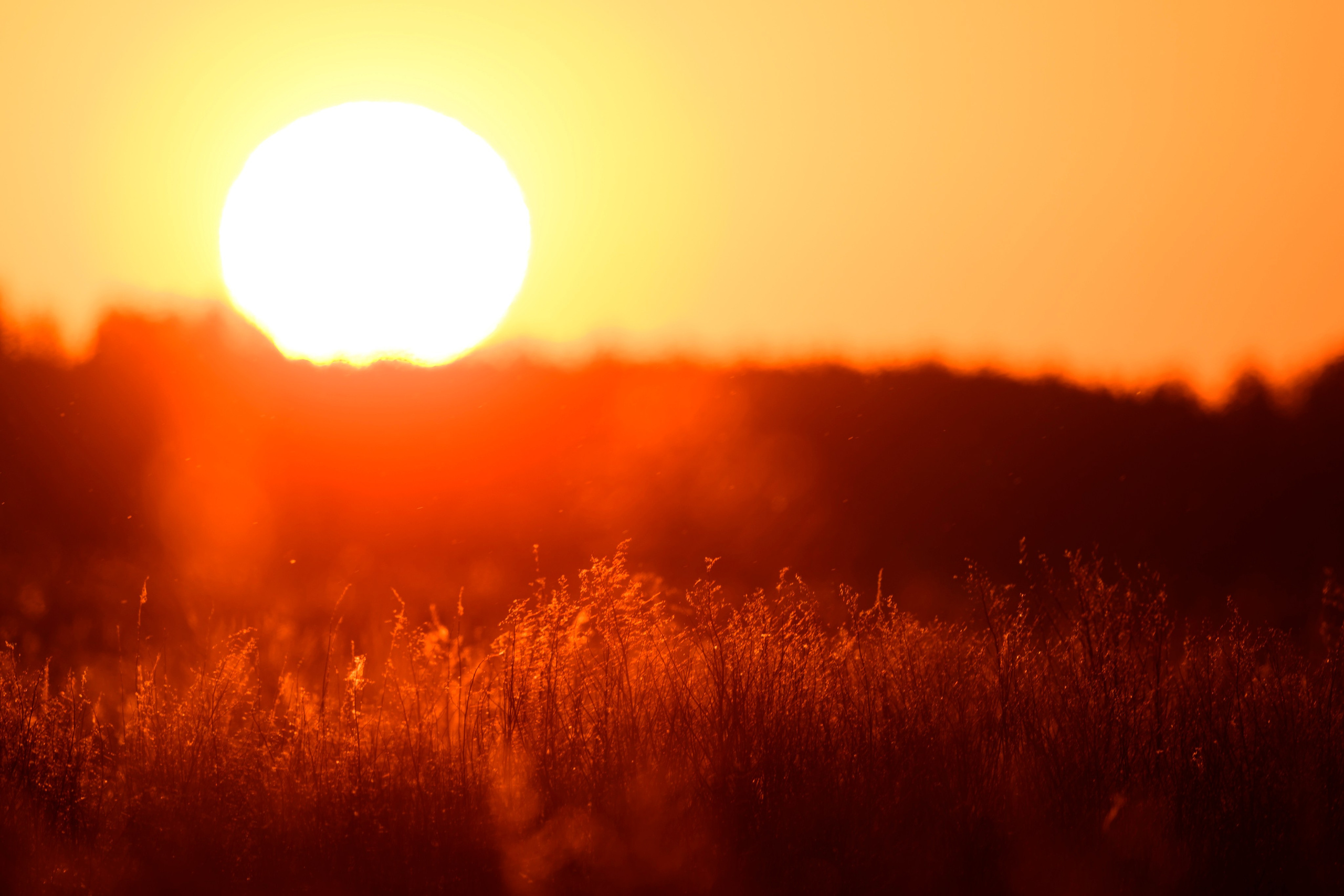 Цапли и совы. Фотограф Сергей Пупонин
