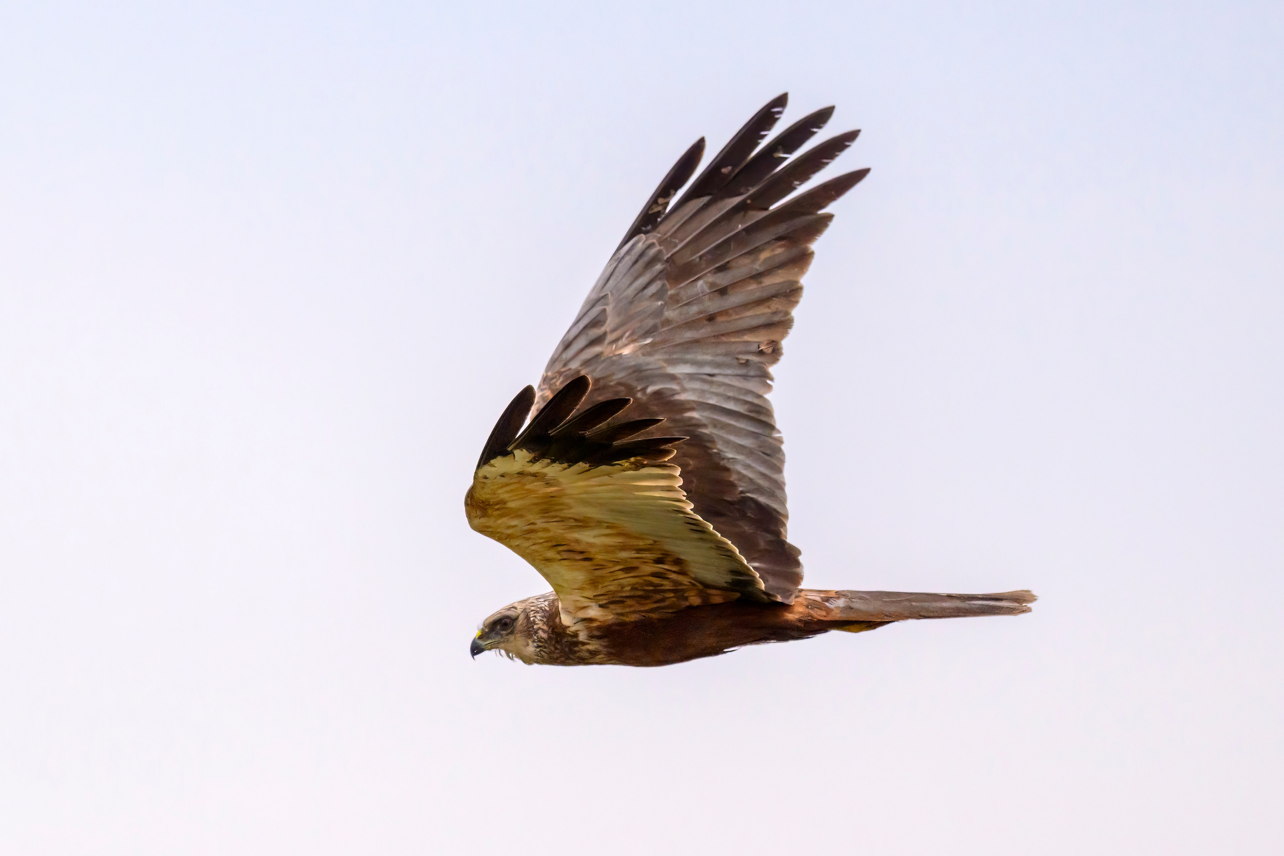 Лунь и трясогузки. Wildlife photography by Sergey Puponin