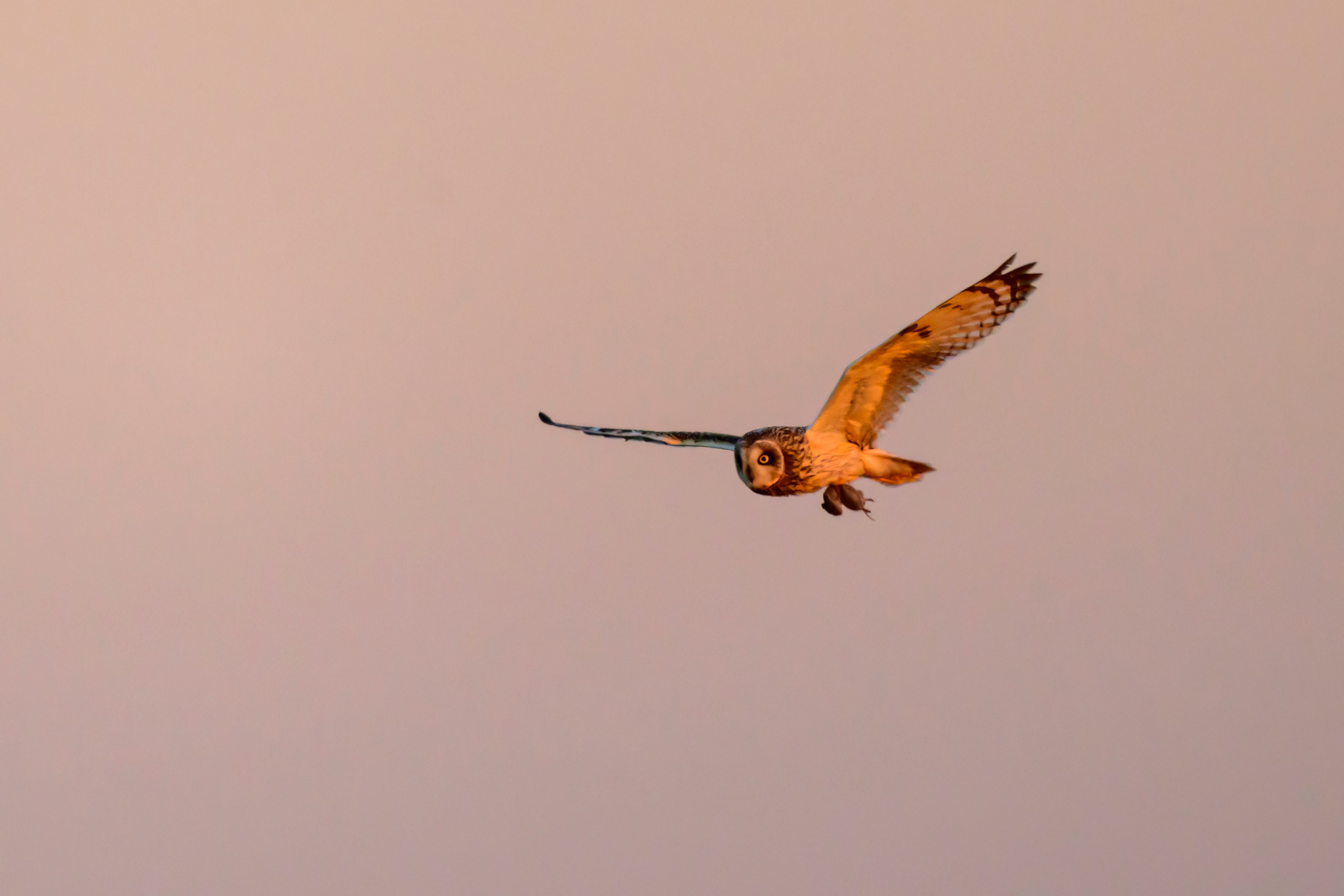 Совы на восходе. Wildlife photography by Sergey Puponin