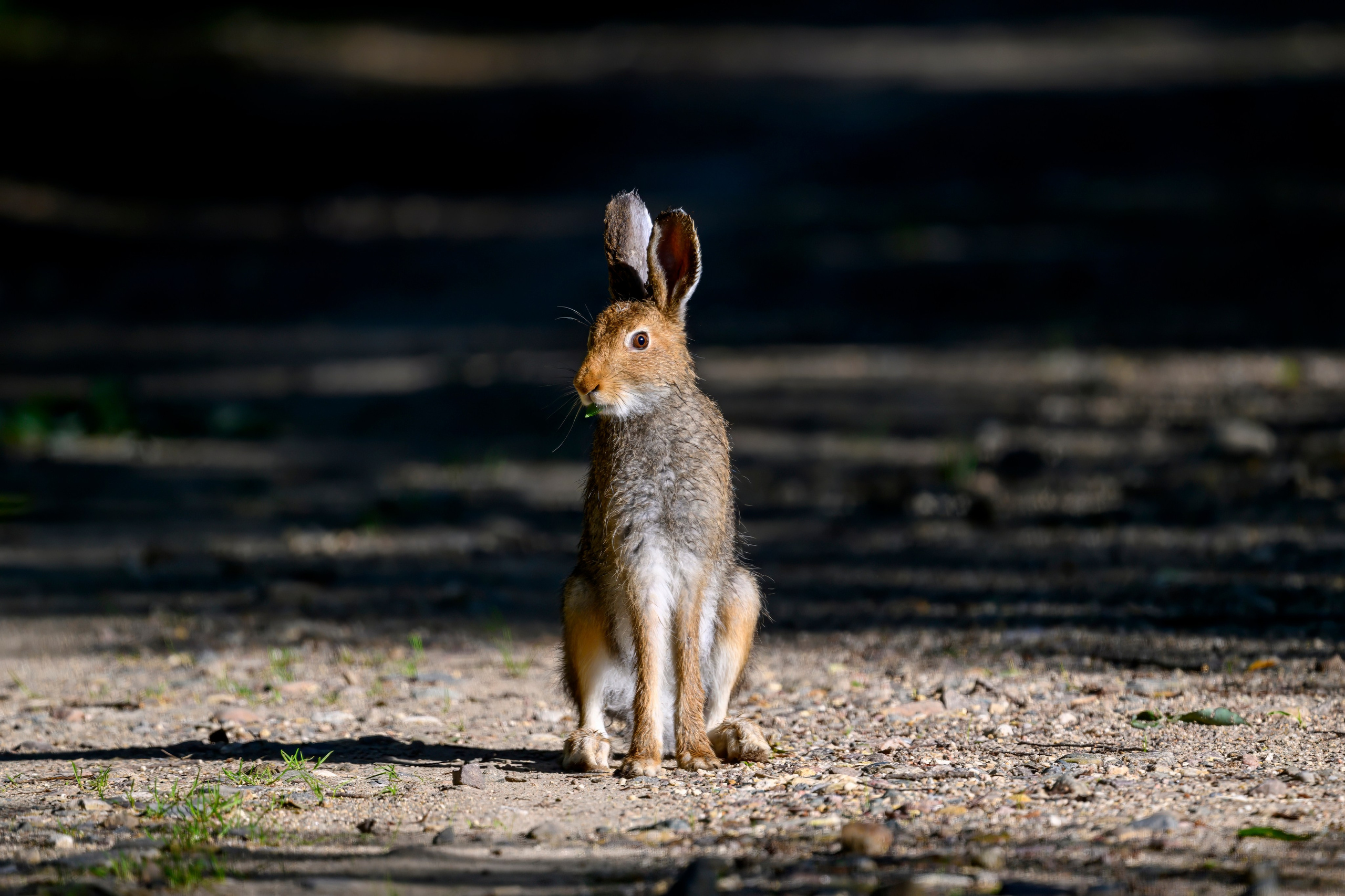 Совы и заяц. Wildlife photography by Sergey Puponin