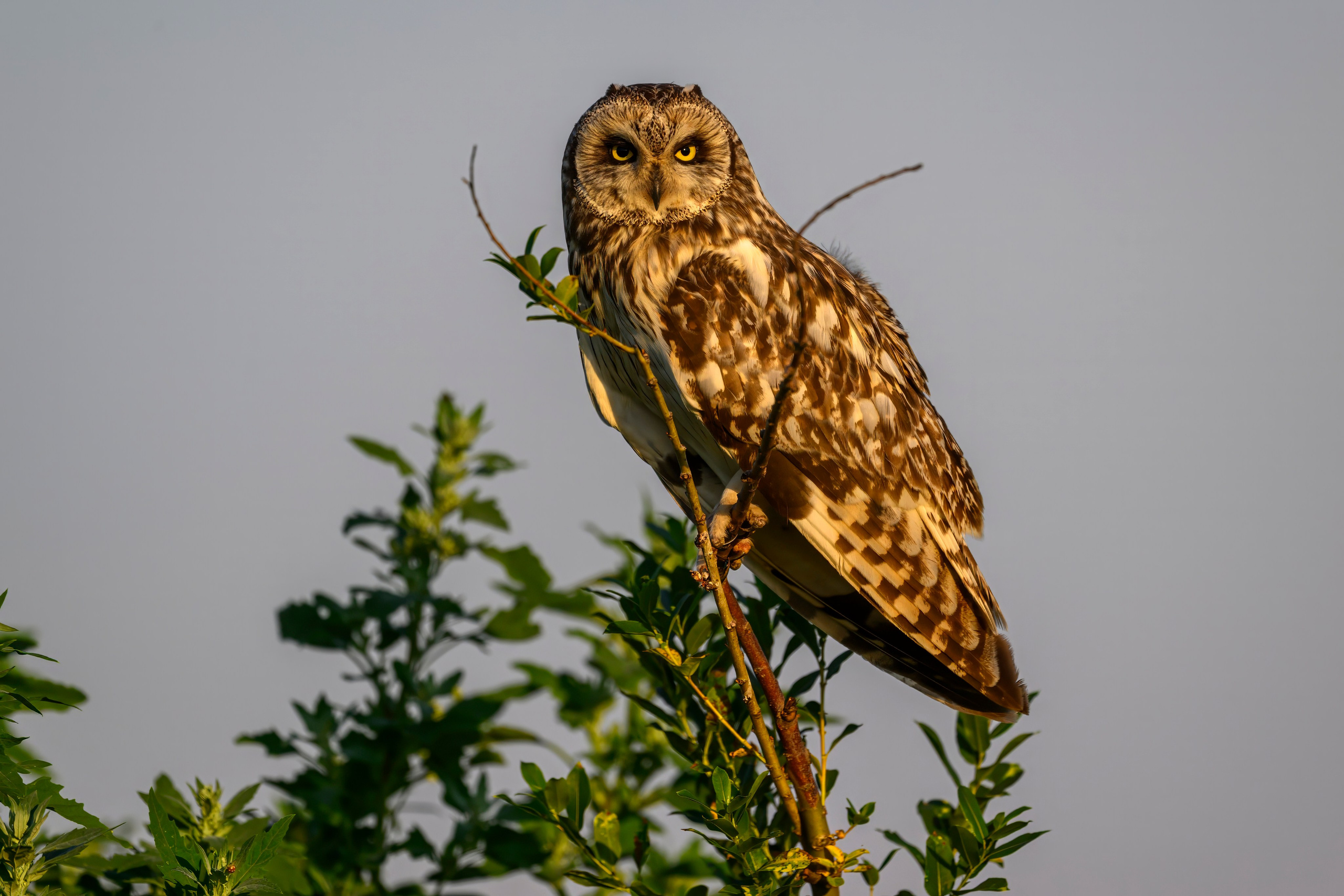 Совы и кулики. Wildlife photography by Sergey Puponin