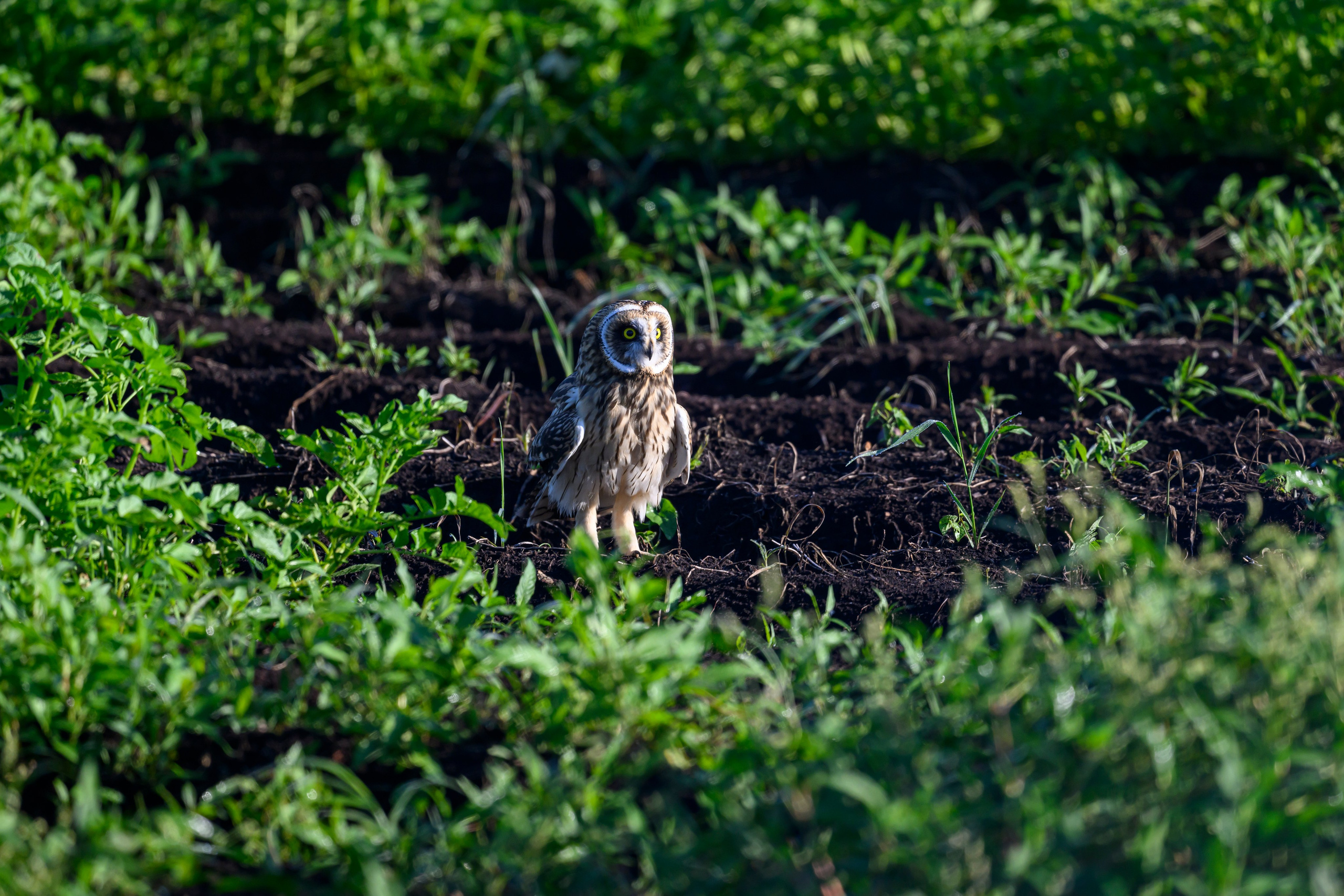 Первая охота совят. The first hunt of owlets. Wildlife photography by Sergey Puponin