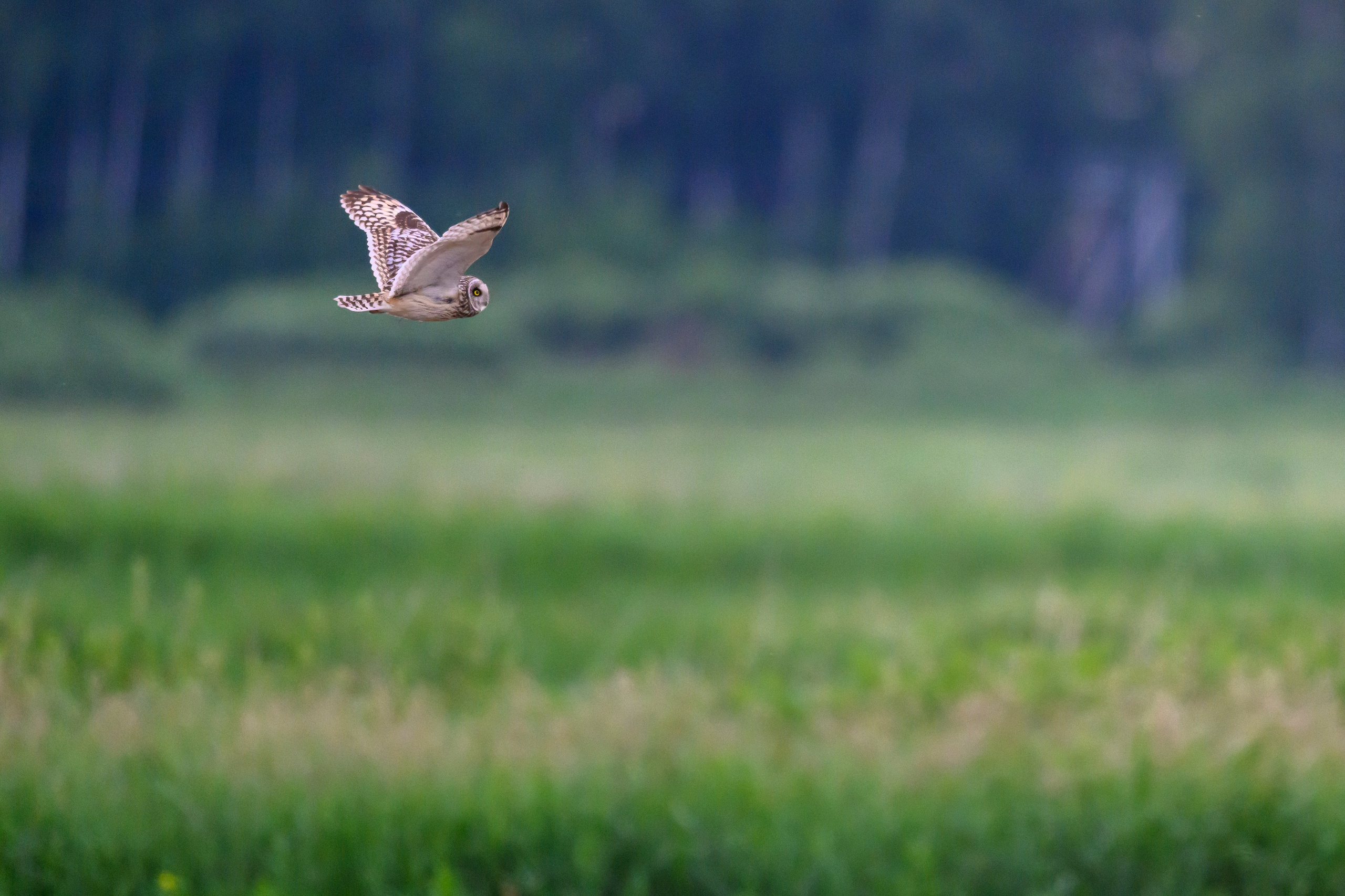 Лунь и трясогузки. Wildlife photography by Sergey Puponin