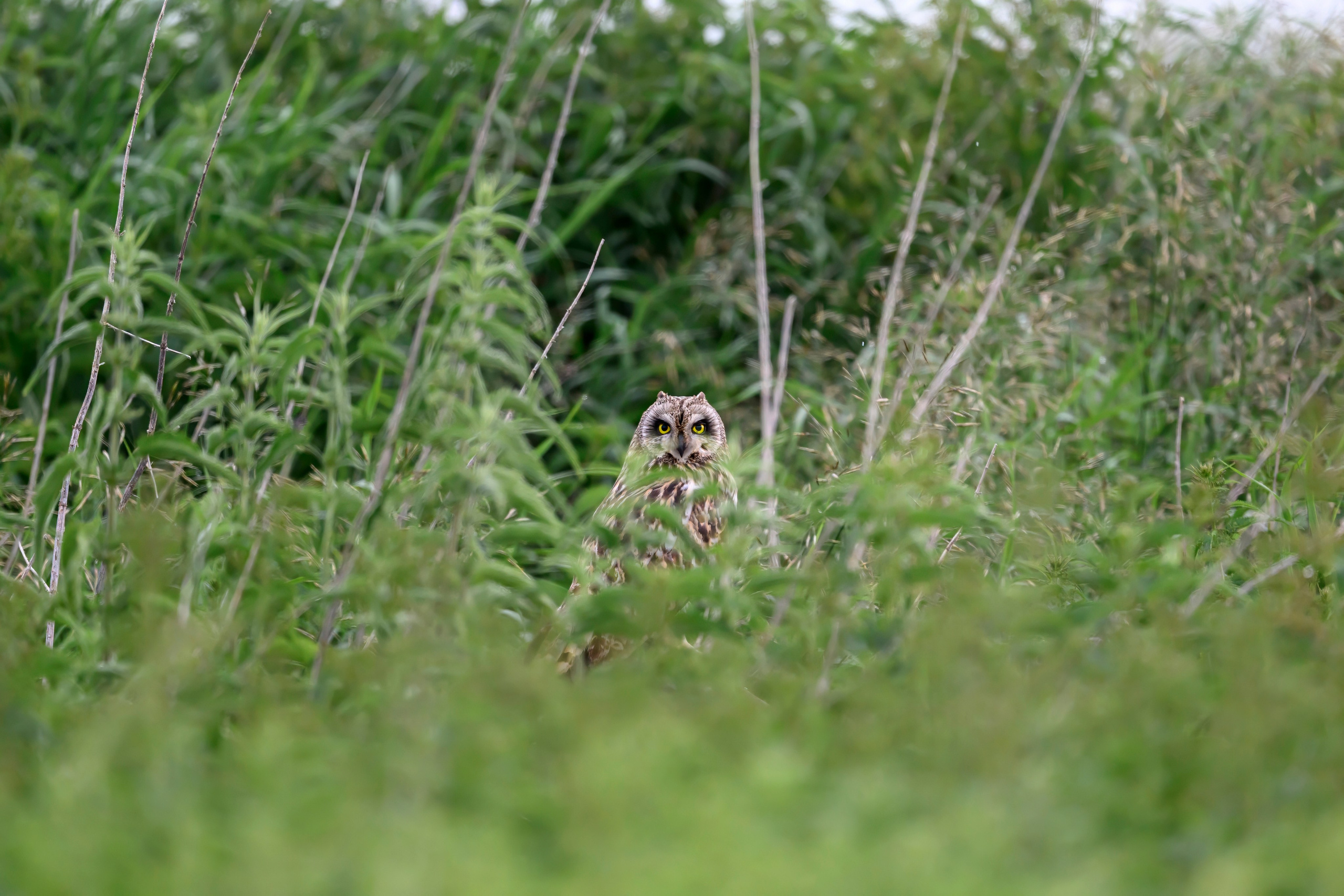 Совы и аисты. Owls and Storks. Wildlife photography by Sergey Puponin