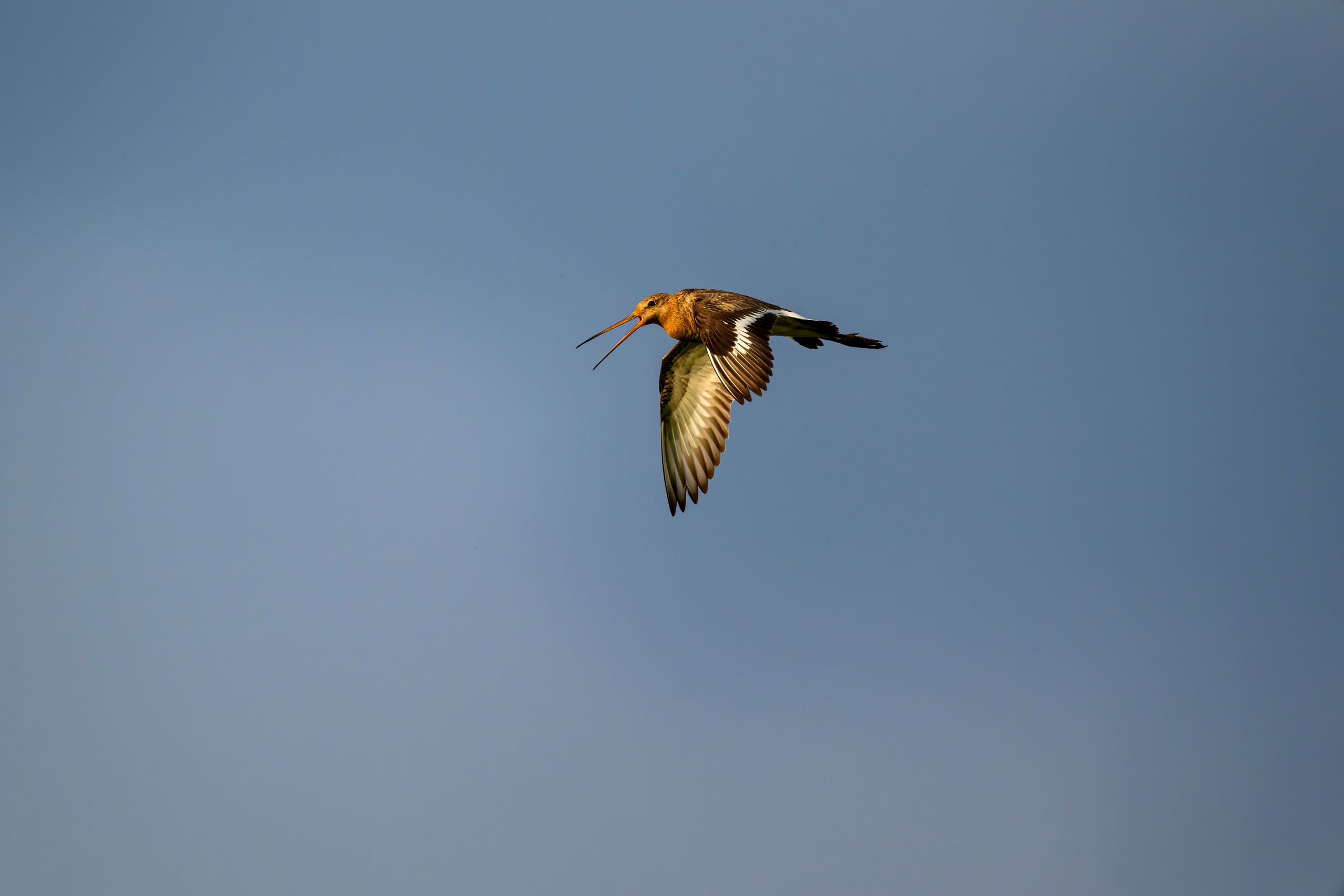 Веретенник и пожар на болоте. Фотограф Сергей Пупонин