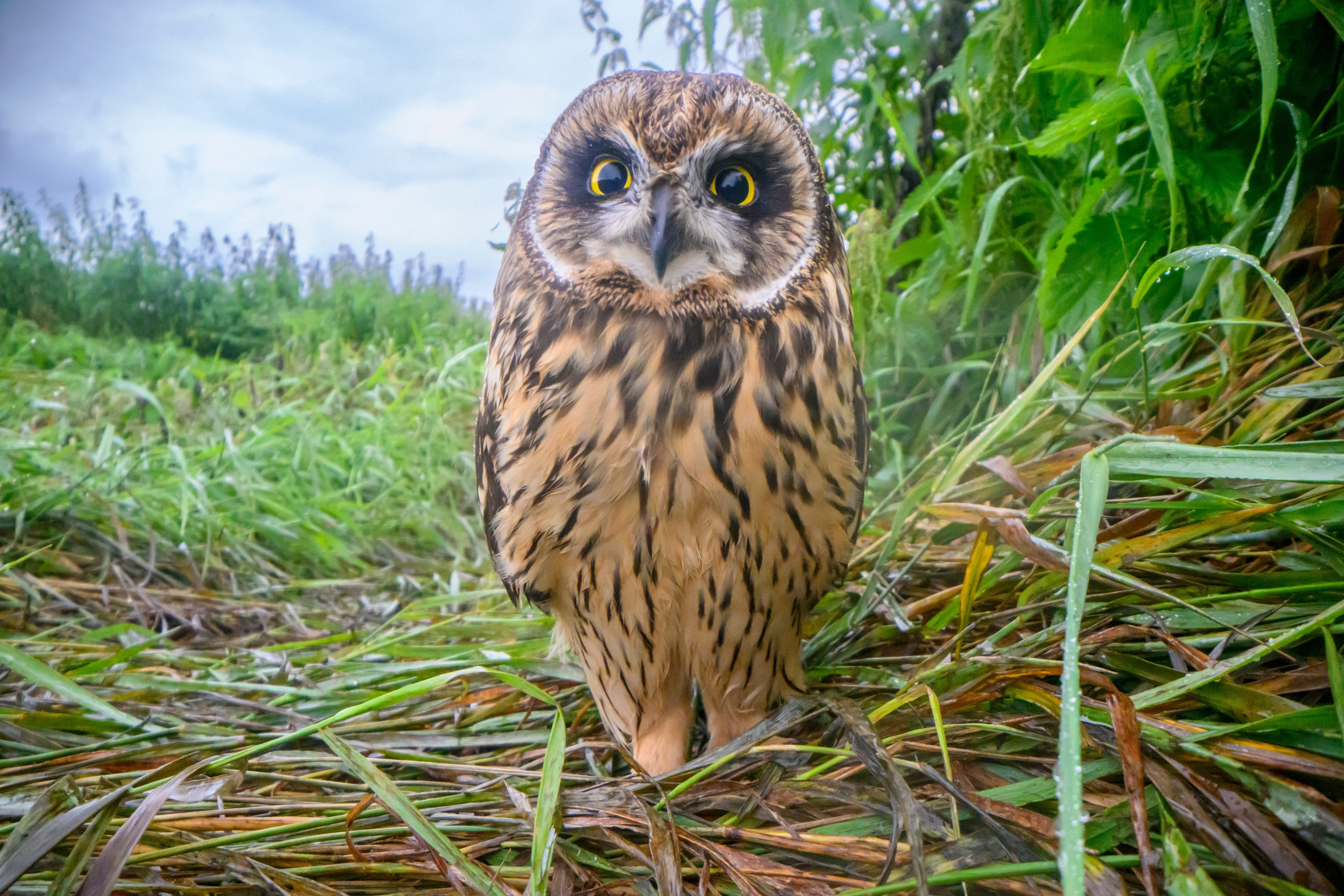 Болотная сова | Short eared owl. Фотограф Сергей Пупонин