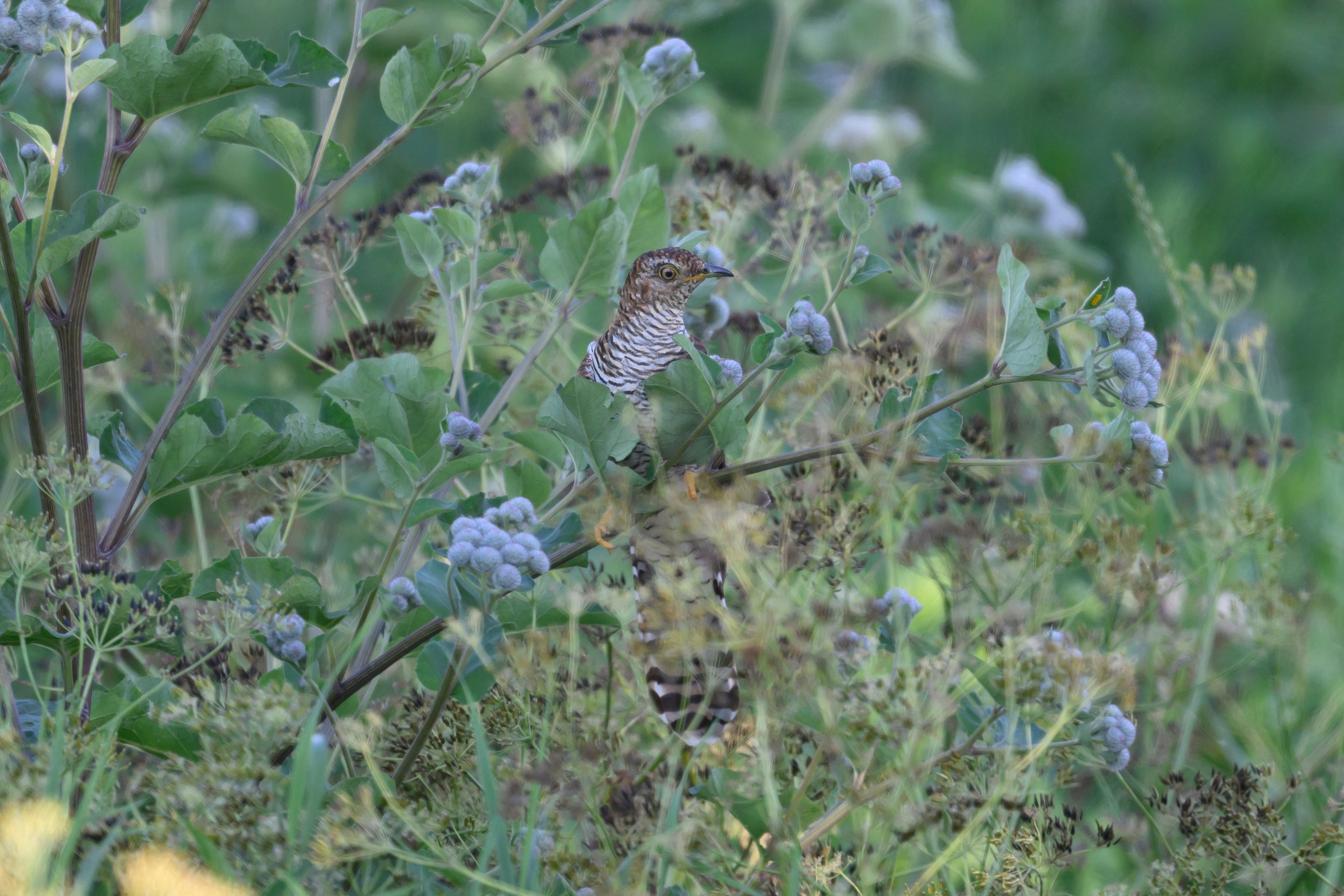 Совы и кулики. Wildlife photography by Sergey Puponin