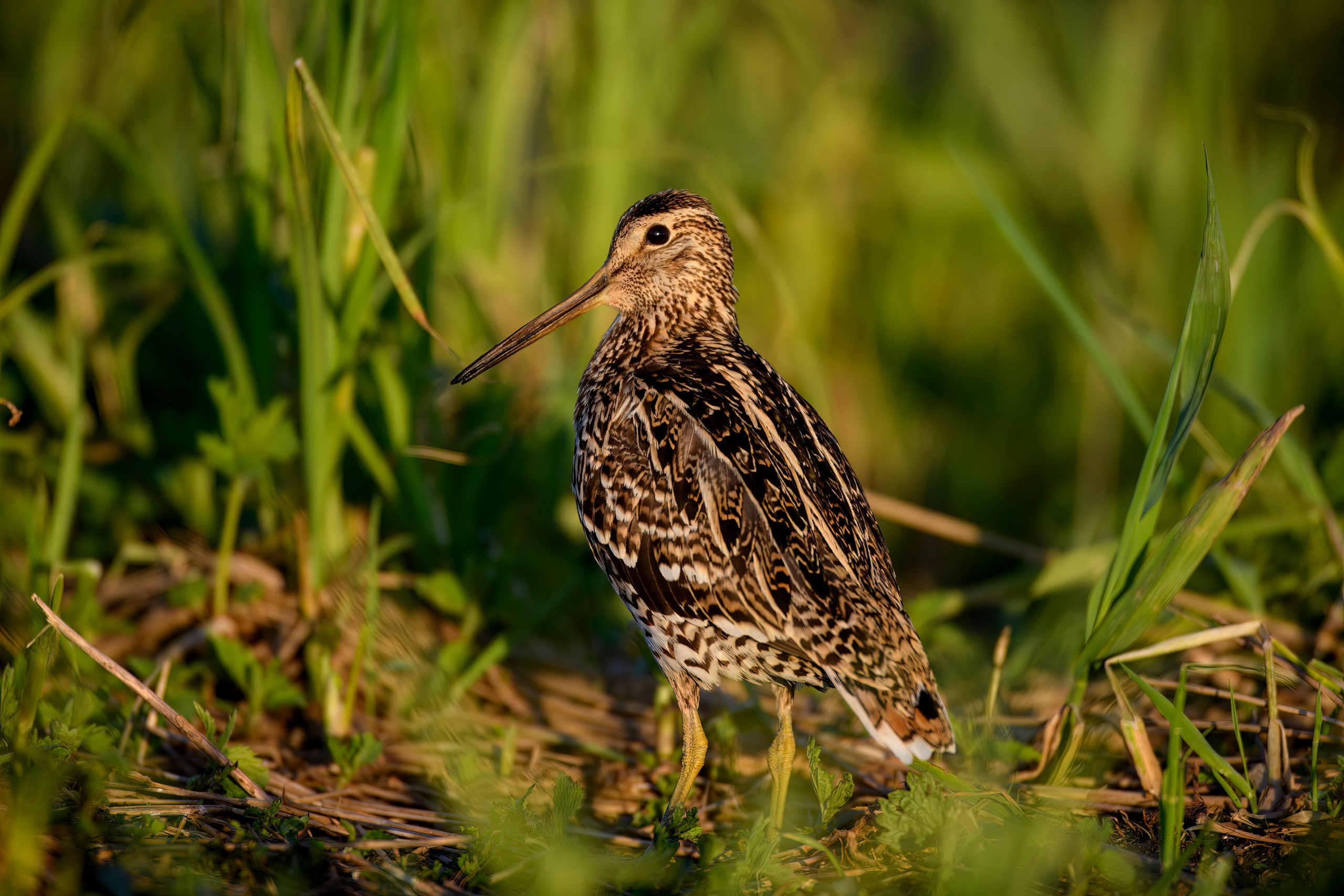 На дупелином току. Wildlife photography by Sergey Puponin