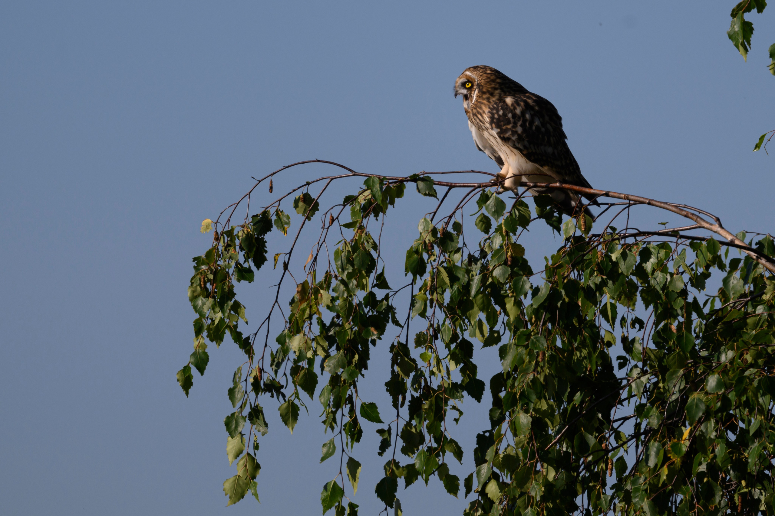 Первая охота совят. The first hunt of owlets. Wildlife photography by Sergey Puponin
