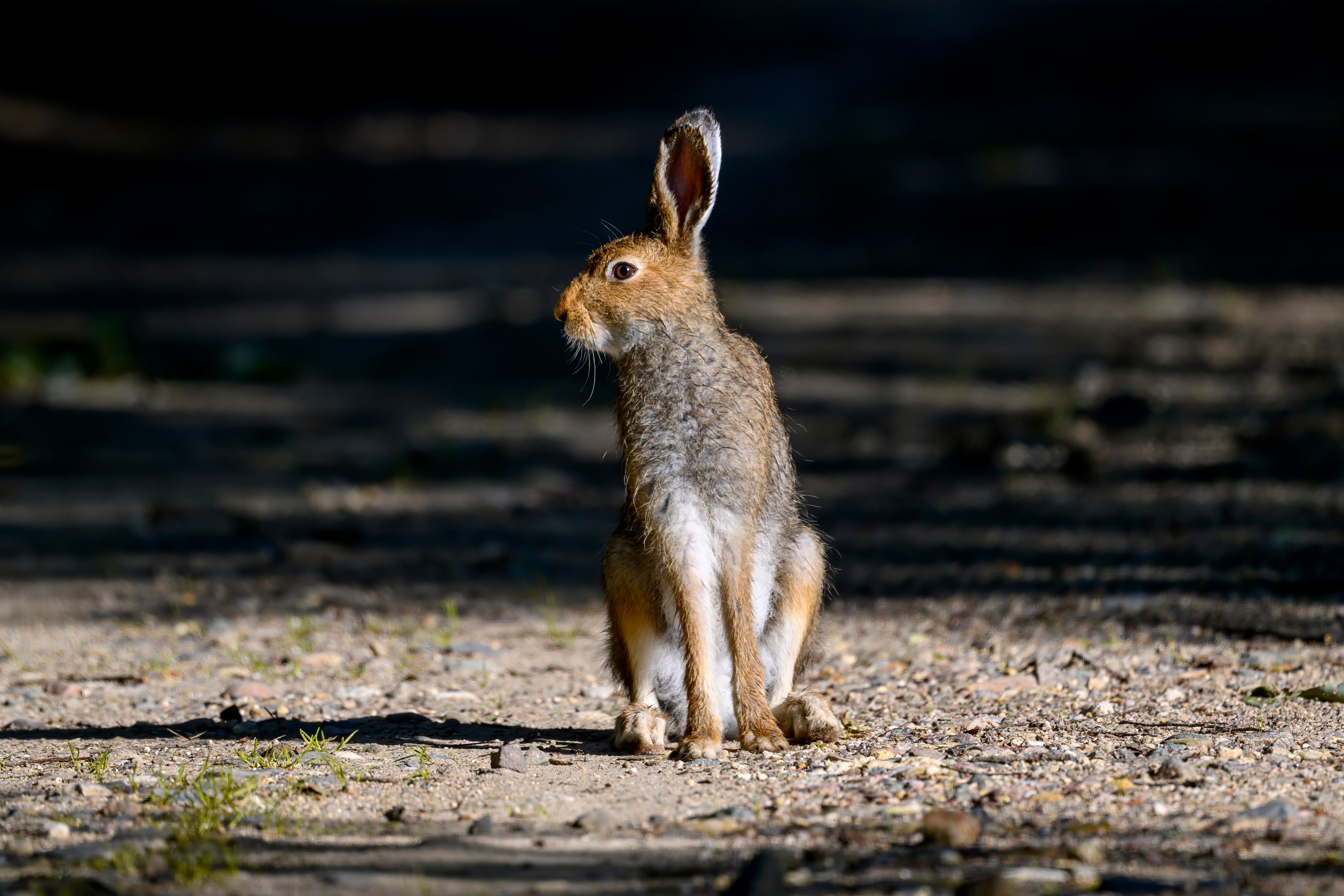 Совы и заяц. Wildlife photography by Sergey Puponin