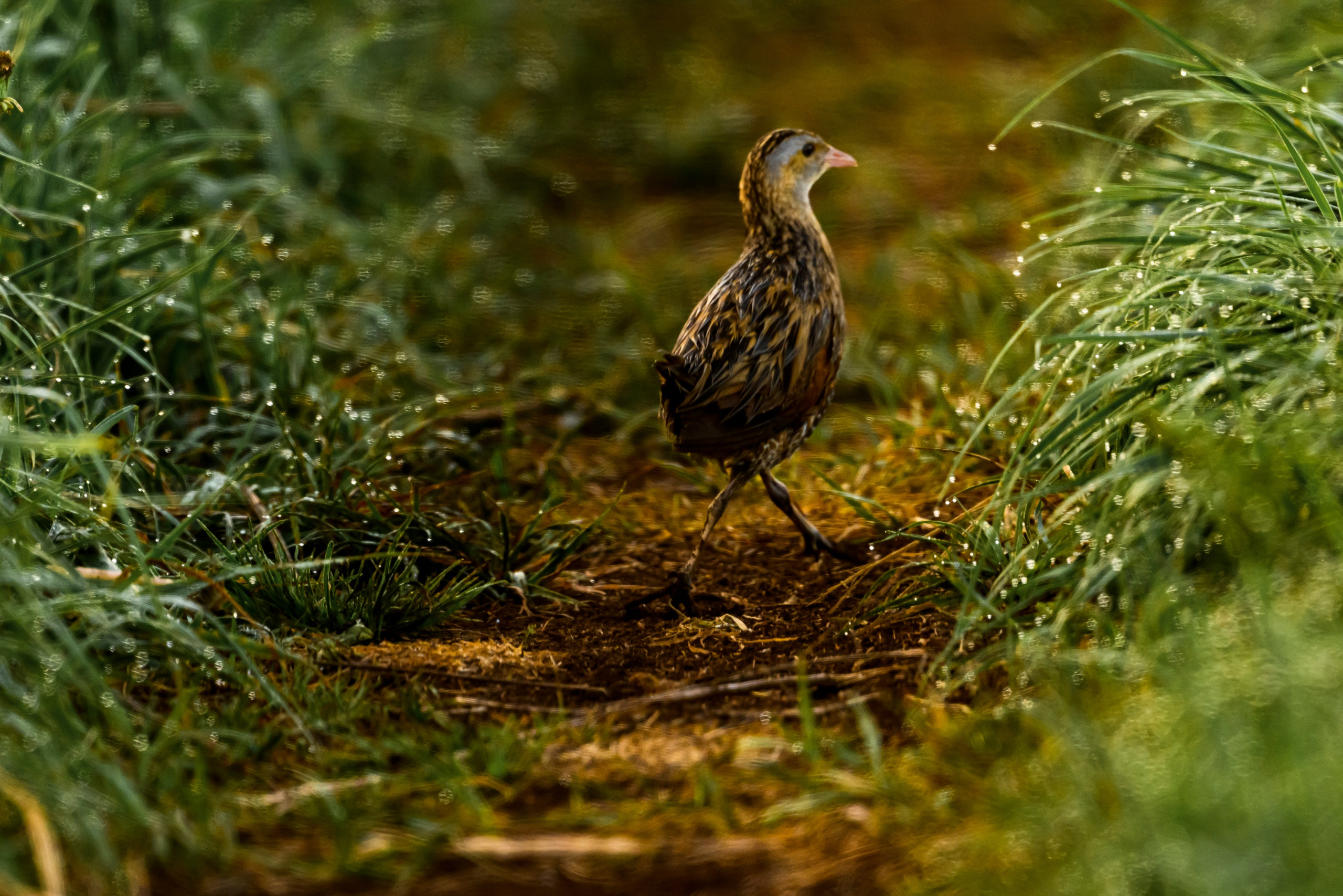 Совы и трясогузки. Фотограф Сергей Пупонин