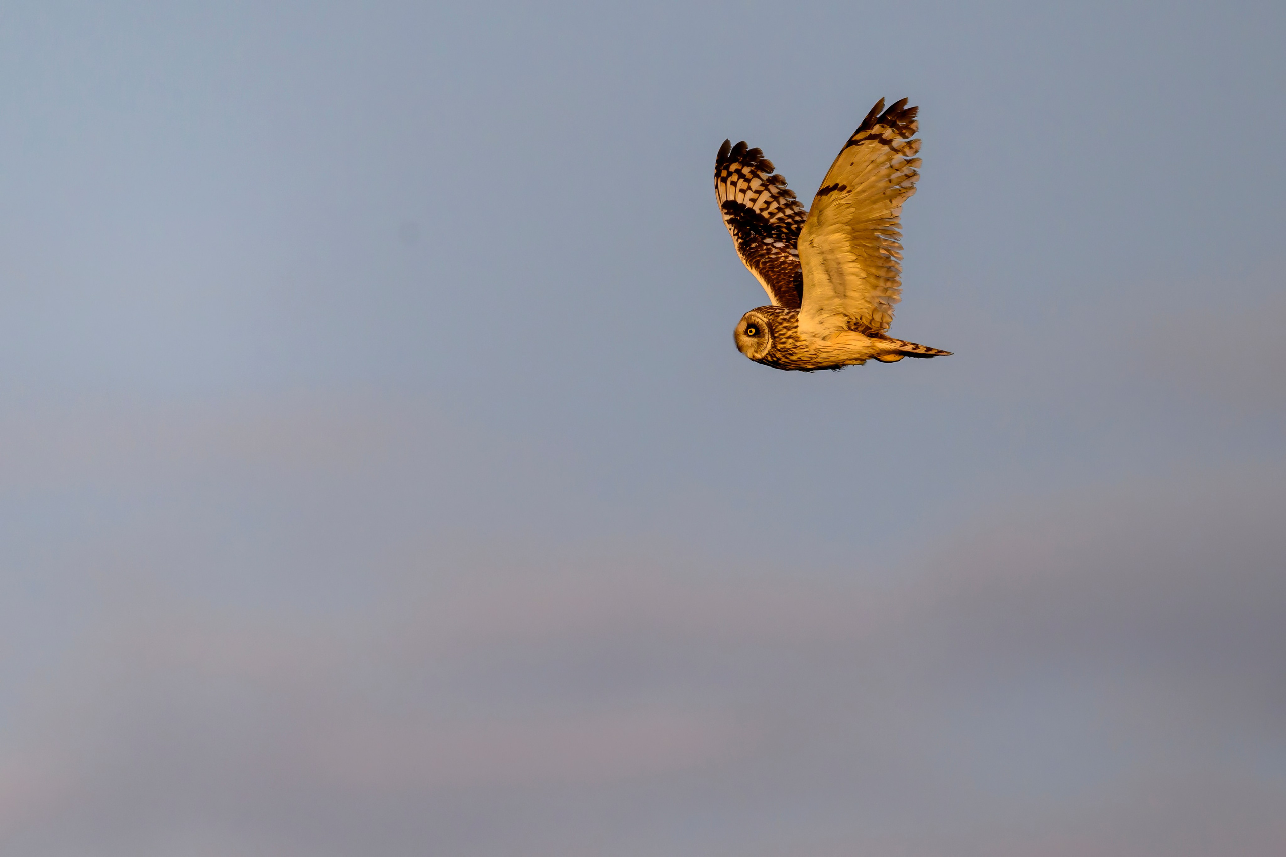 Совы и аисты. Owls and Storks. Wildlife photography by Sergey Puponin