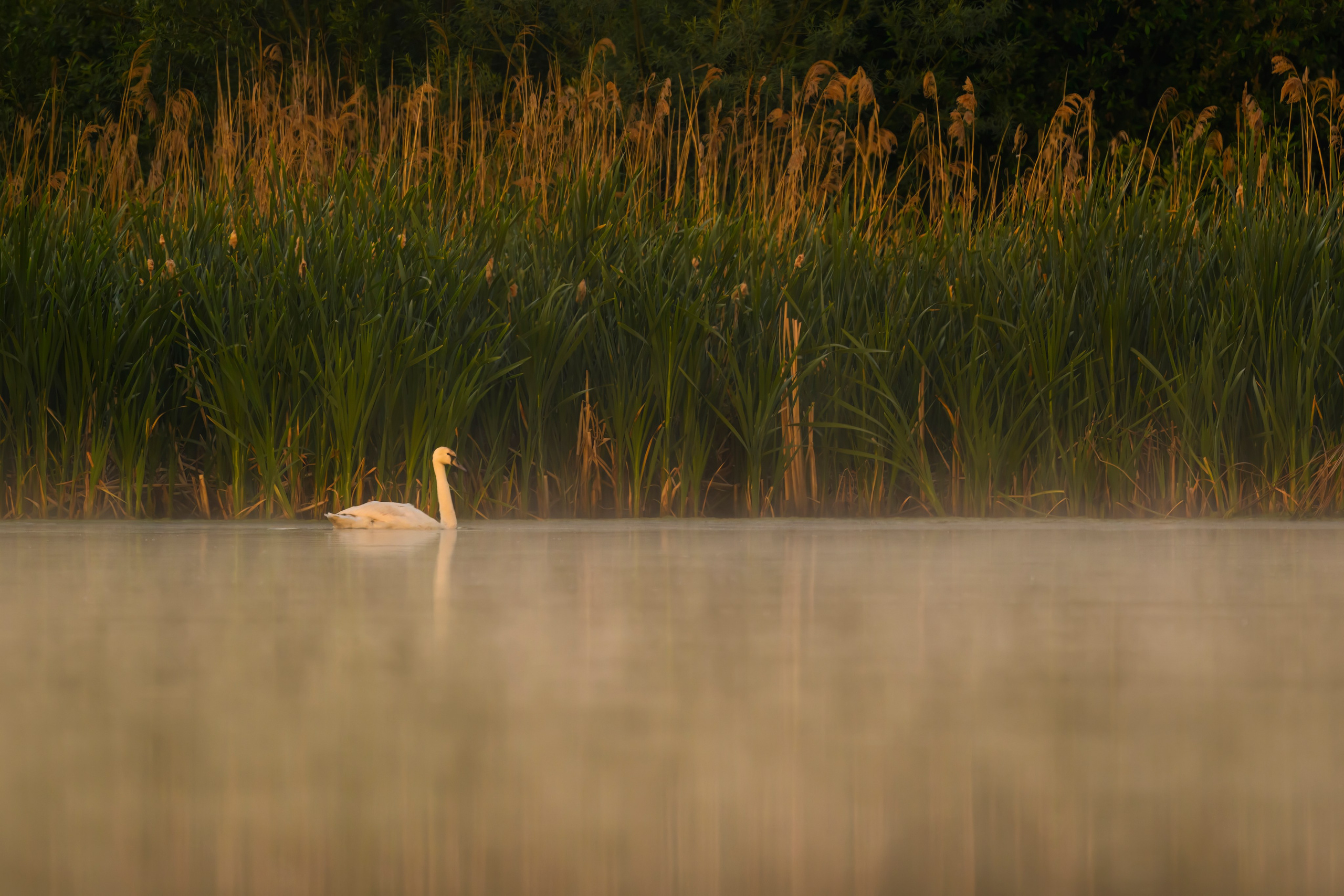 Совы и трясогузки. Фотограф Сергей Пупонин
