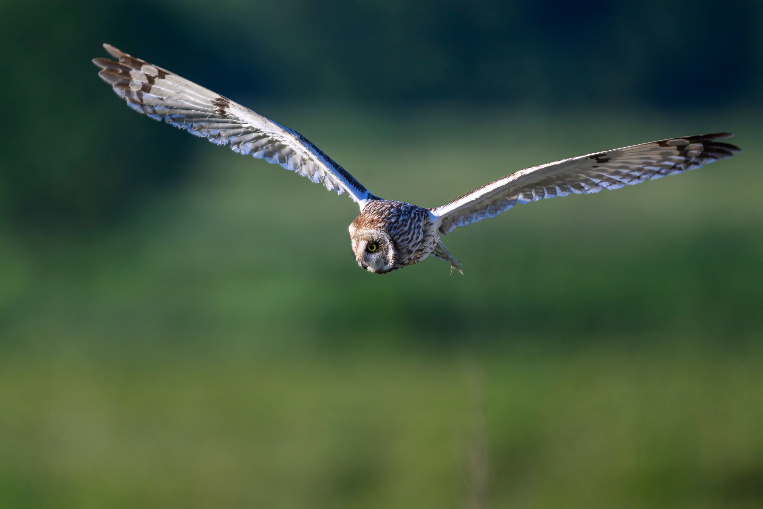 Болотная сова | Short eared owl. Фотограф Сергей Пупонин