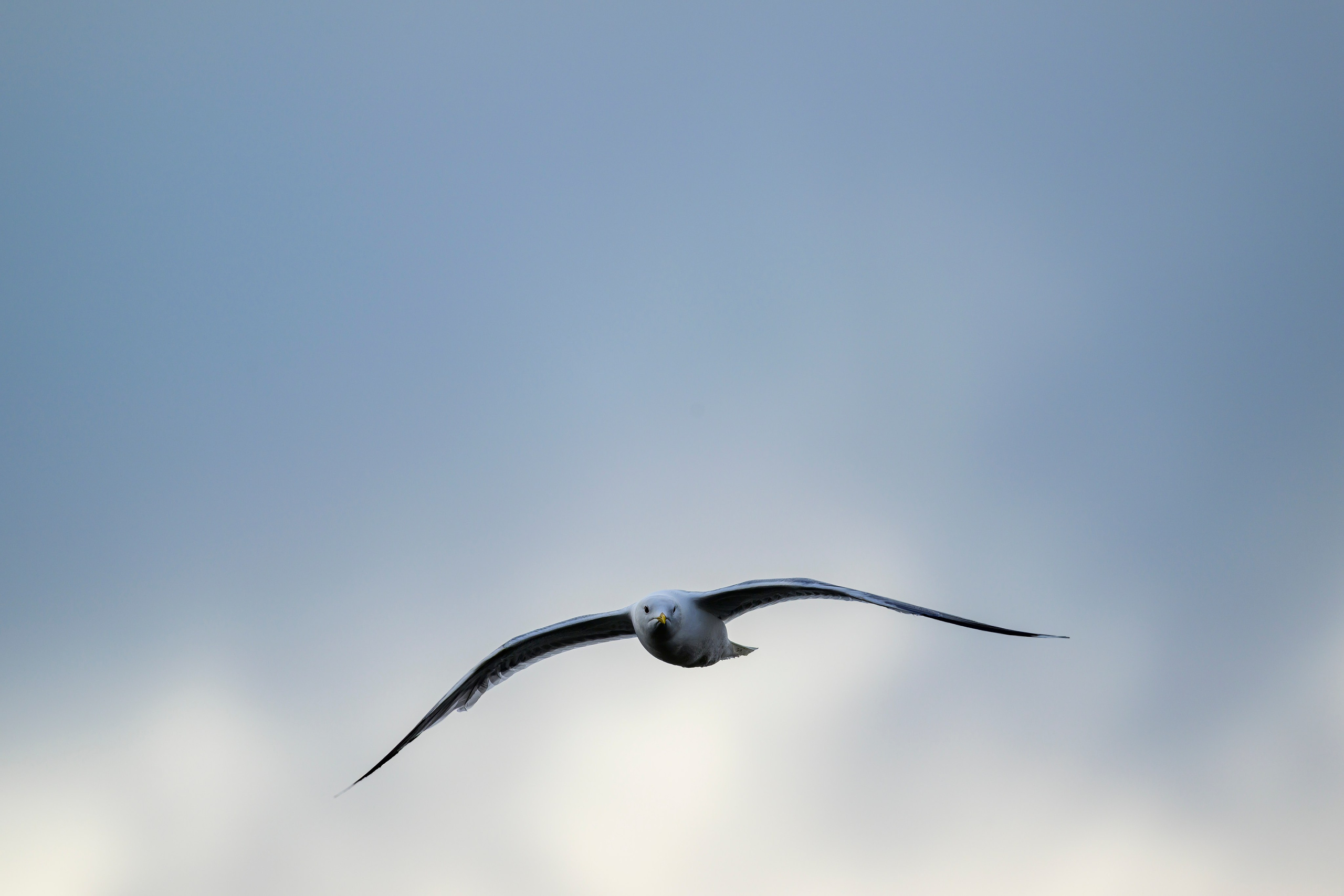 Веретенник. Wildlife photography by Sergey Puponin