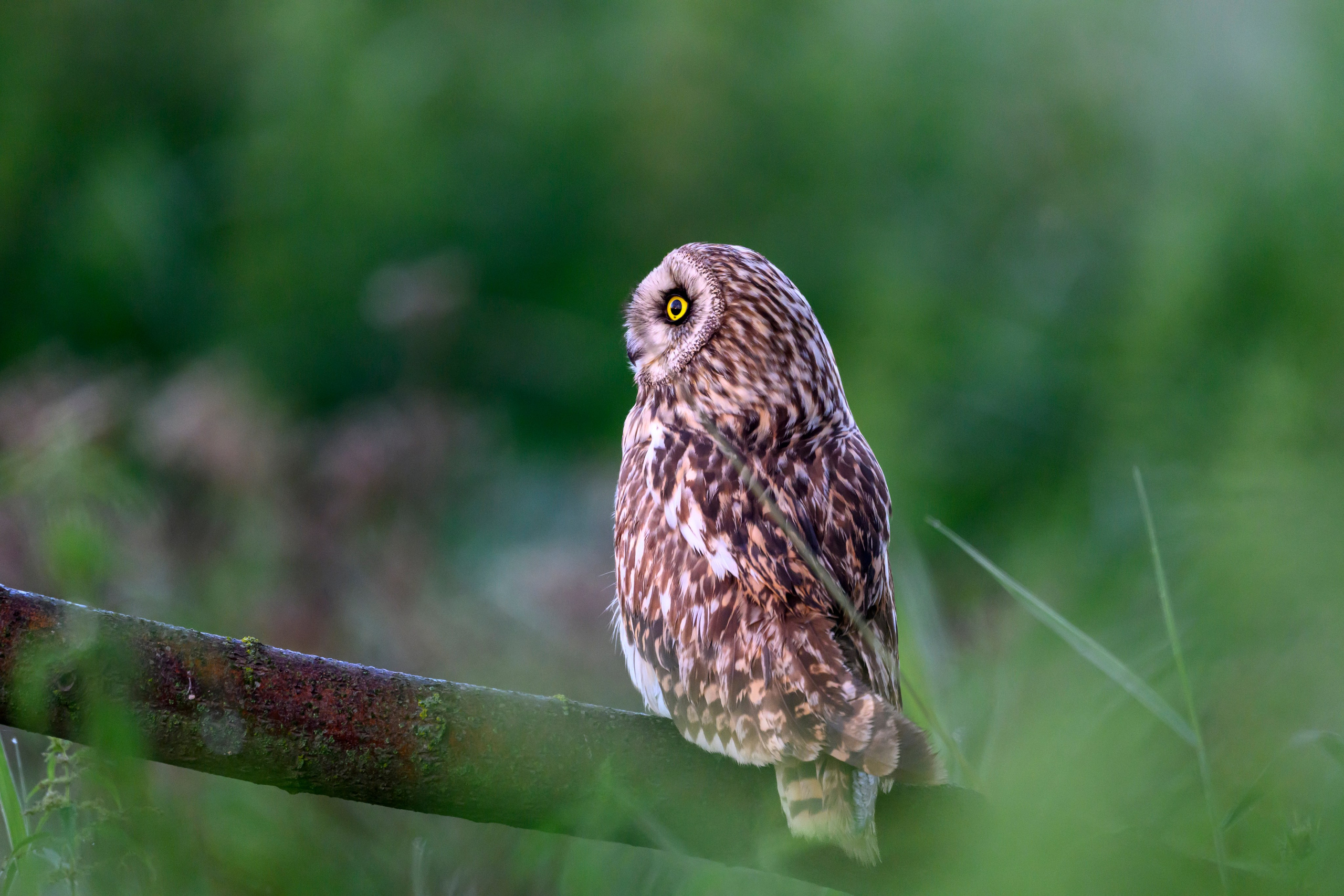 Совята. The owlets. Фотограф Сергей Пупонин