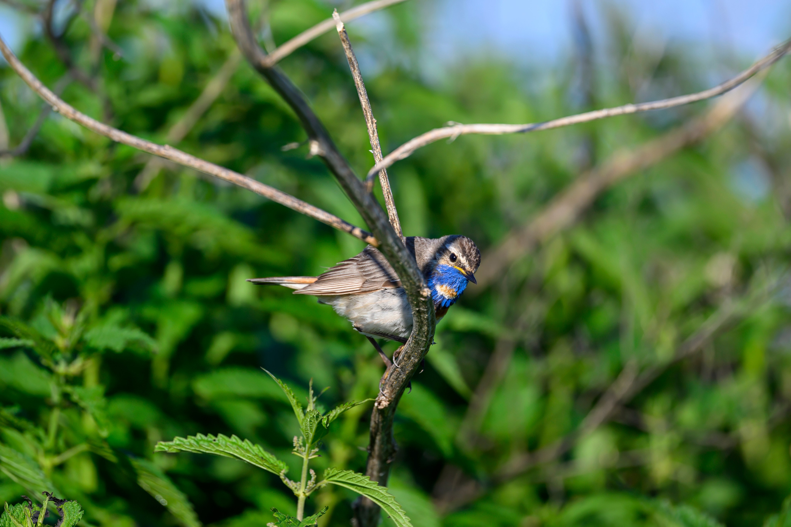 Совы и полевые птицы. Wildlife photography by Sergey Puponin