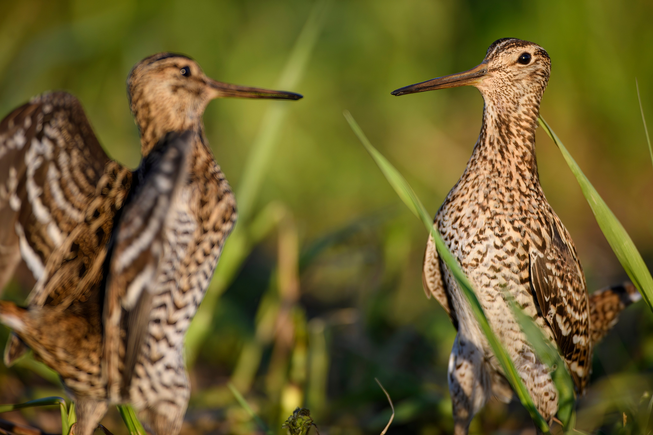 На дупелином току. Wildlife photography by Sergey Puponin