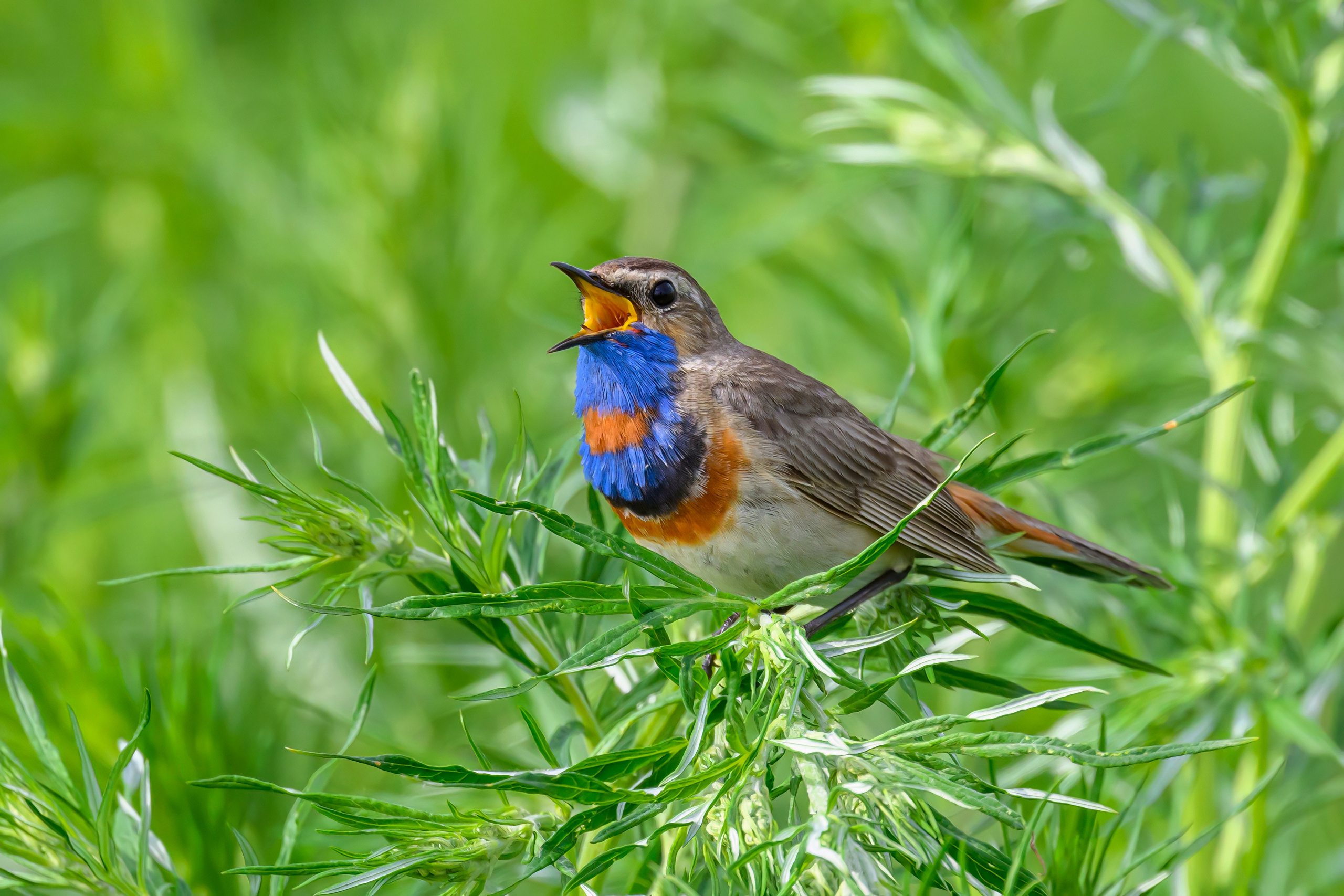 Лунь и трясогузки. Wildlife photography by Sergey Puponin