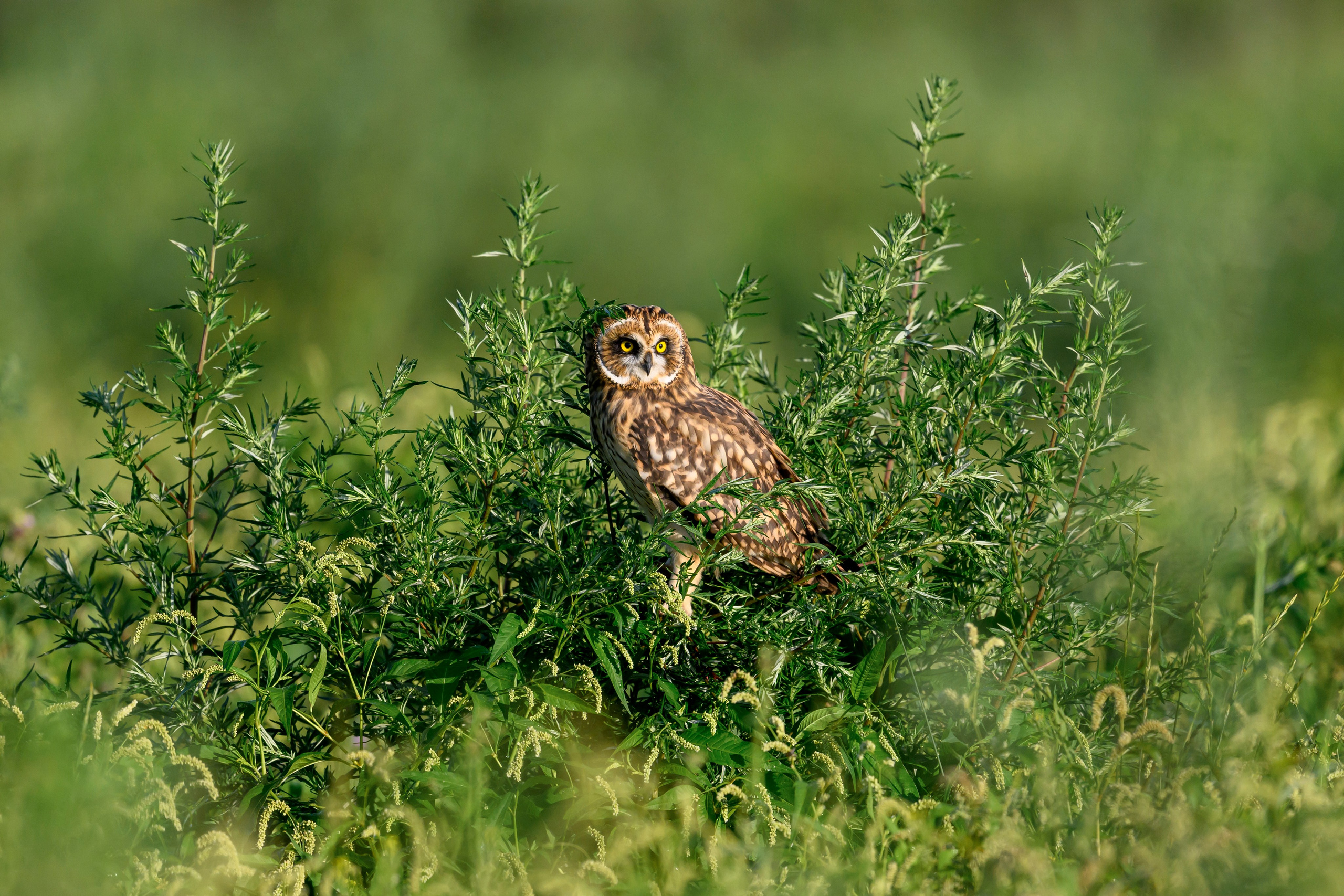 Битва сов и кормление совят. The Owl Battle and Feeding the Nestlings. Wildlife photography by Sergey Puponin