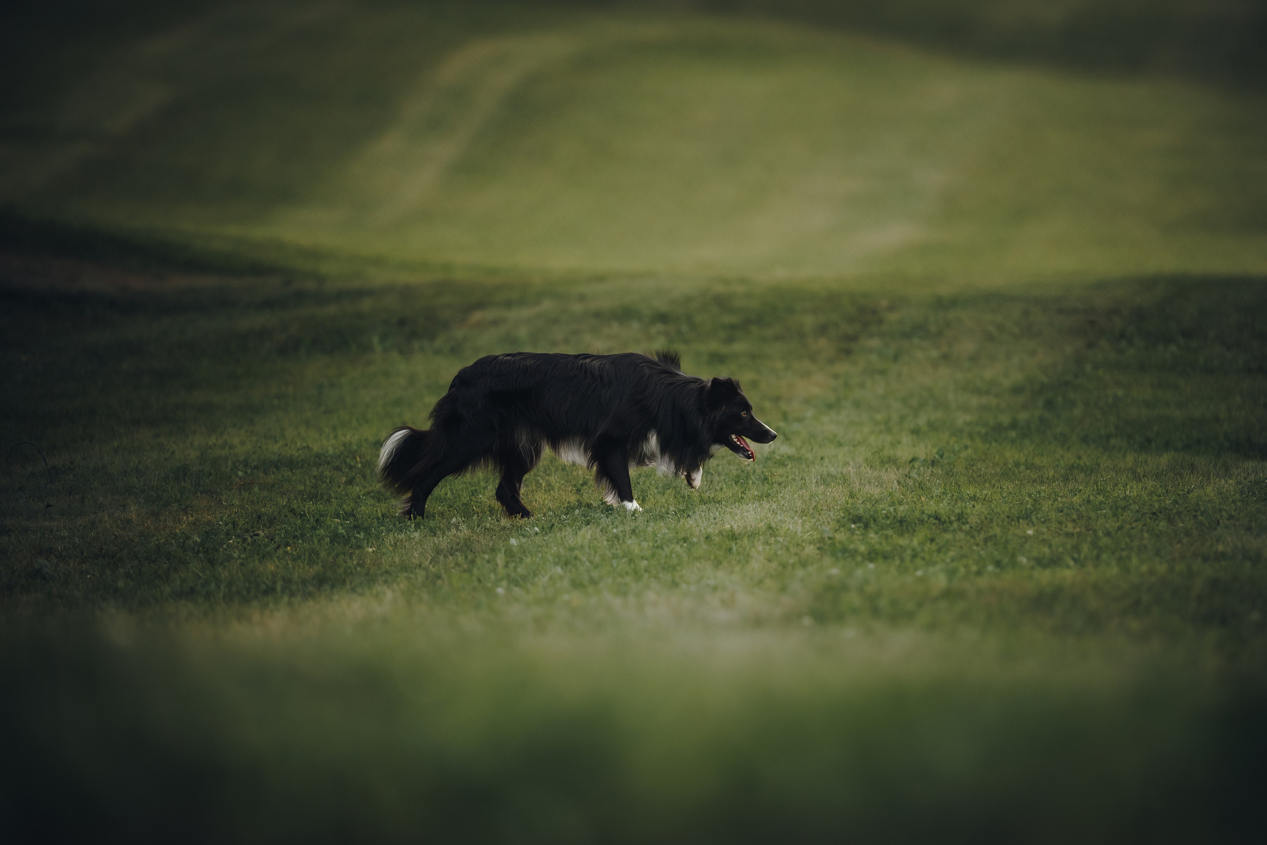 Стоимость. Семейный фотограф анималист Ананьева Мария — Москва