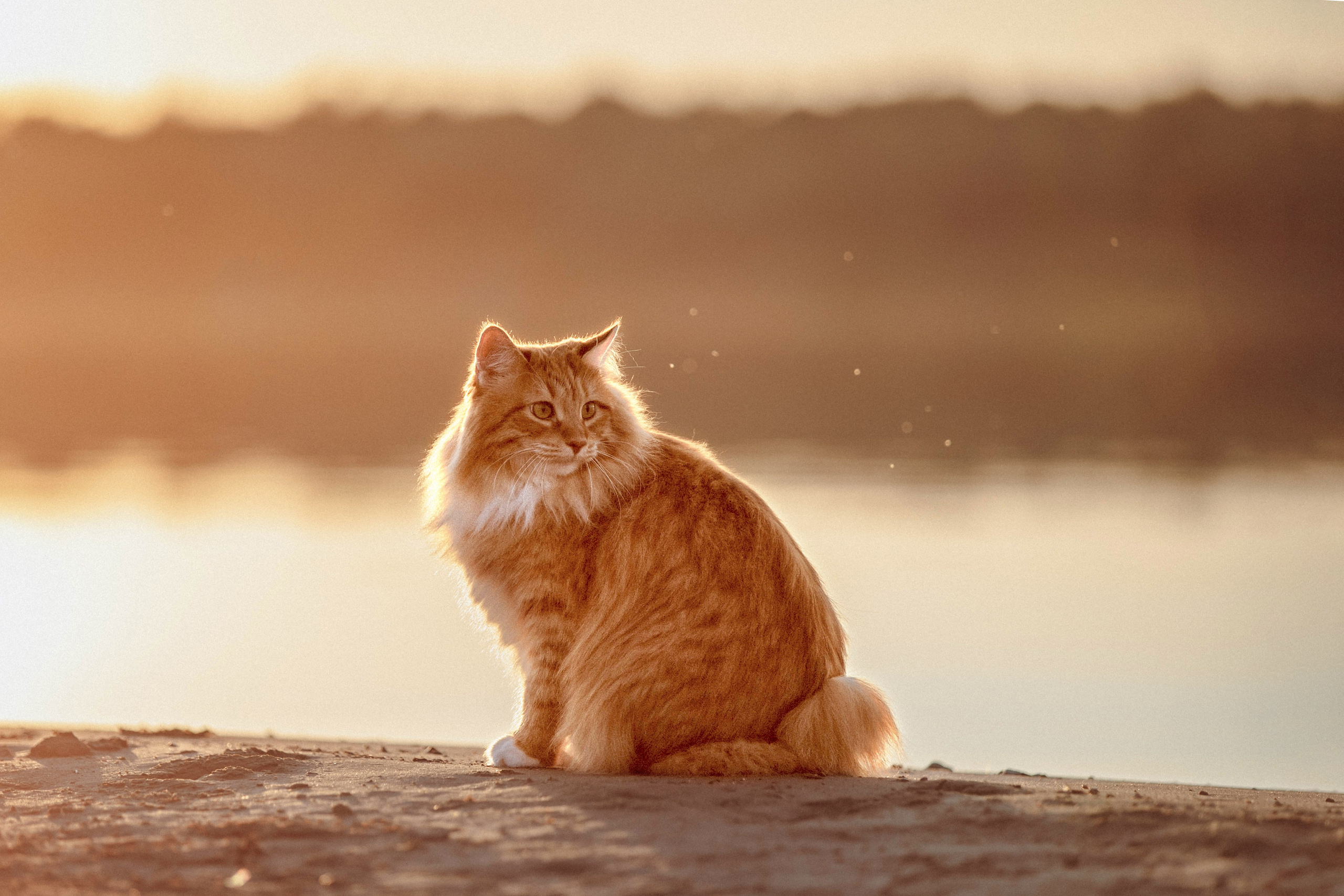 Выездная съёмка с естественным светом. Фотограф-анималист в Омске Екатерина Маричева