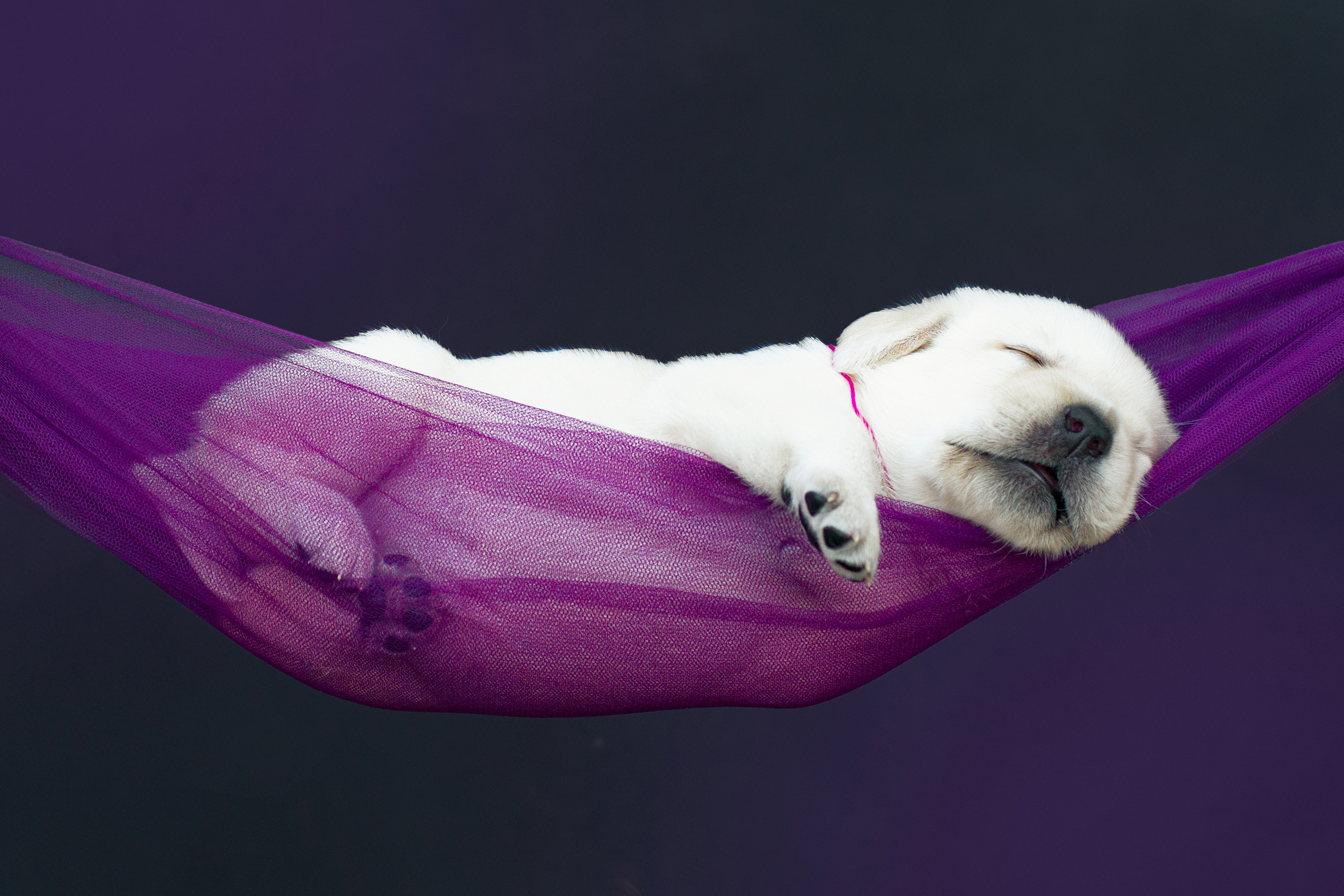 Услуги. Фотограф анималист Благовещенск. Сафонова Виктория