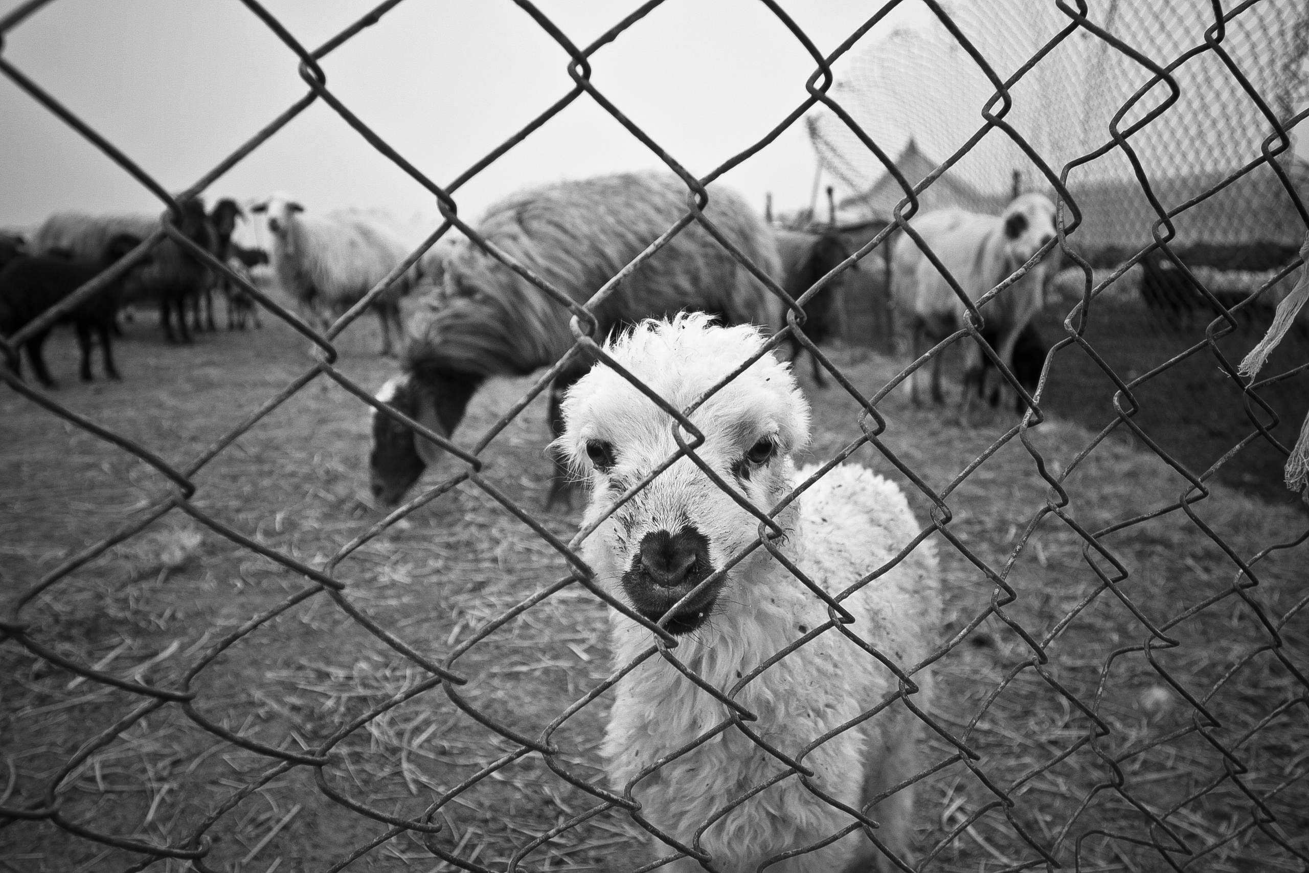 Армения. Двадцать лет спустя. Репортажный фотограф во Всеволожске и Санкт-Петербурге Владимир Капустин