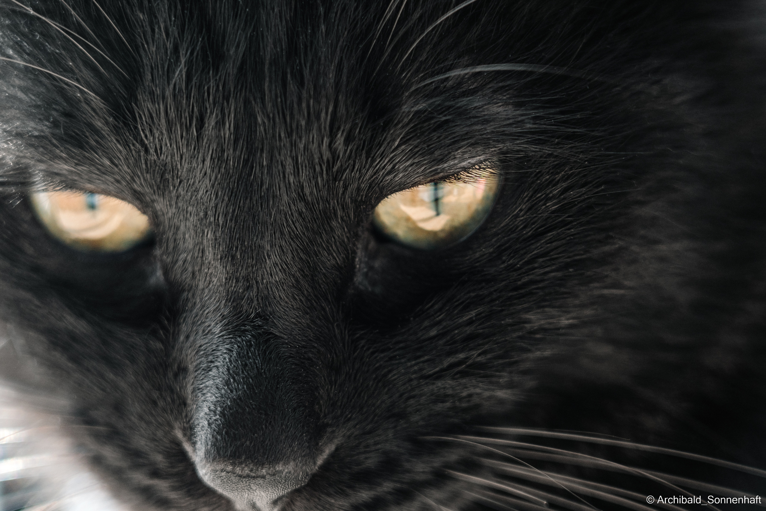 Catfe. Photographer in Guangzhou, China. Archibald Sonnenhaft