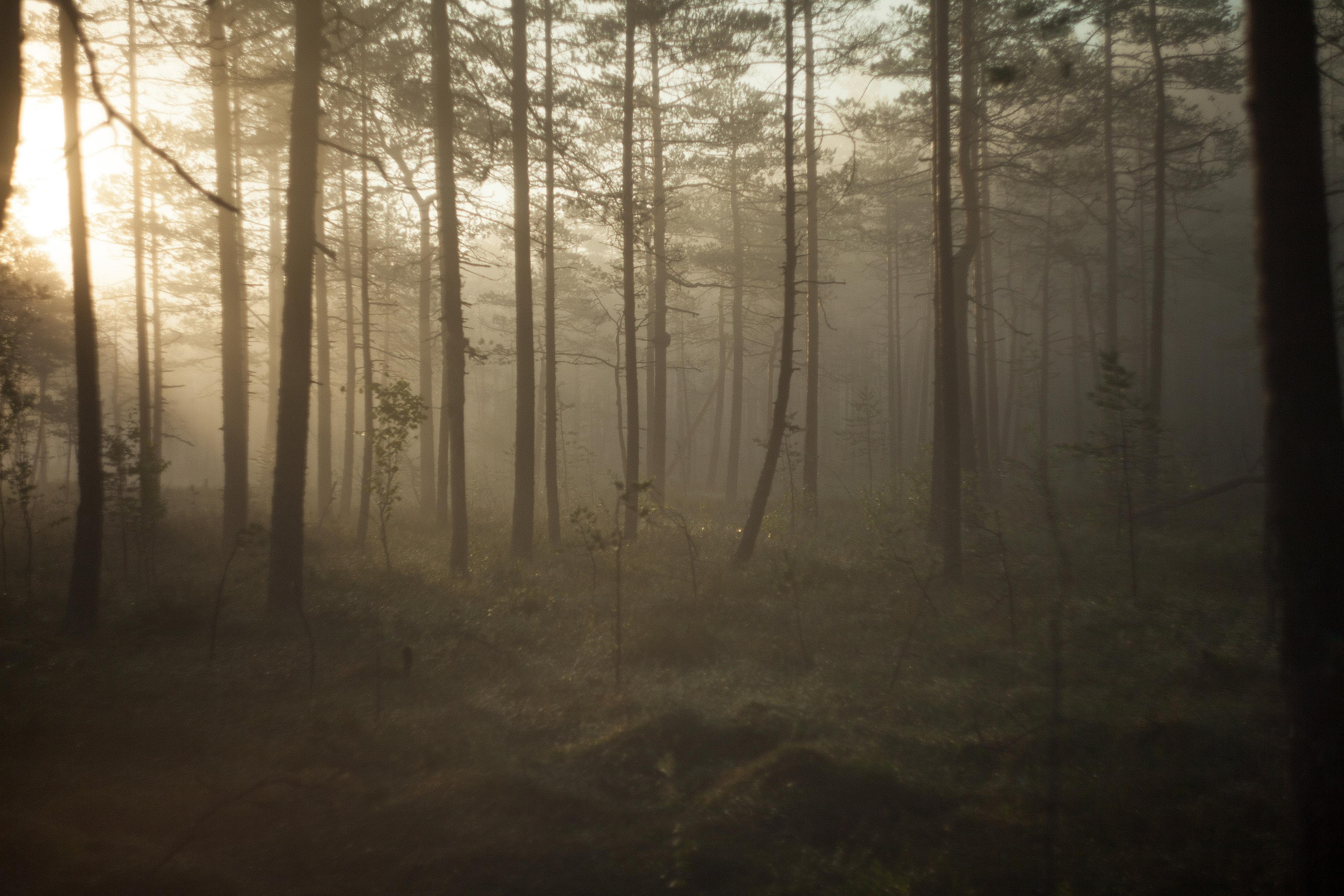 Арт-съёмка, портреты, репортажи