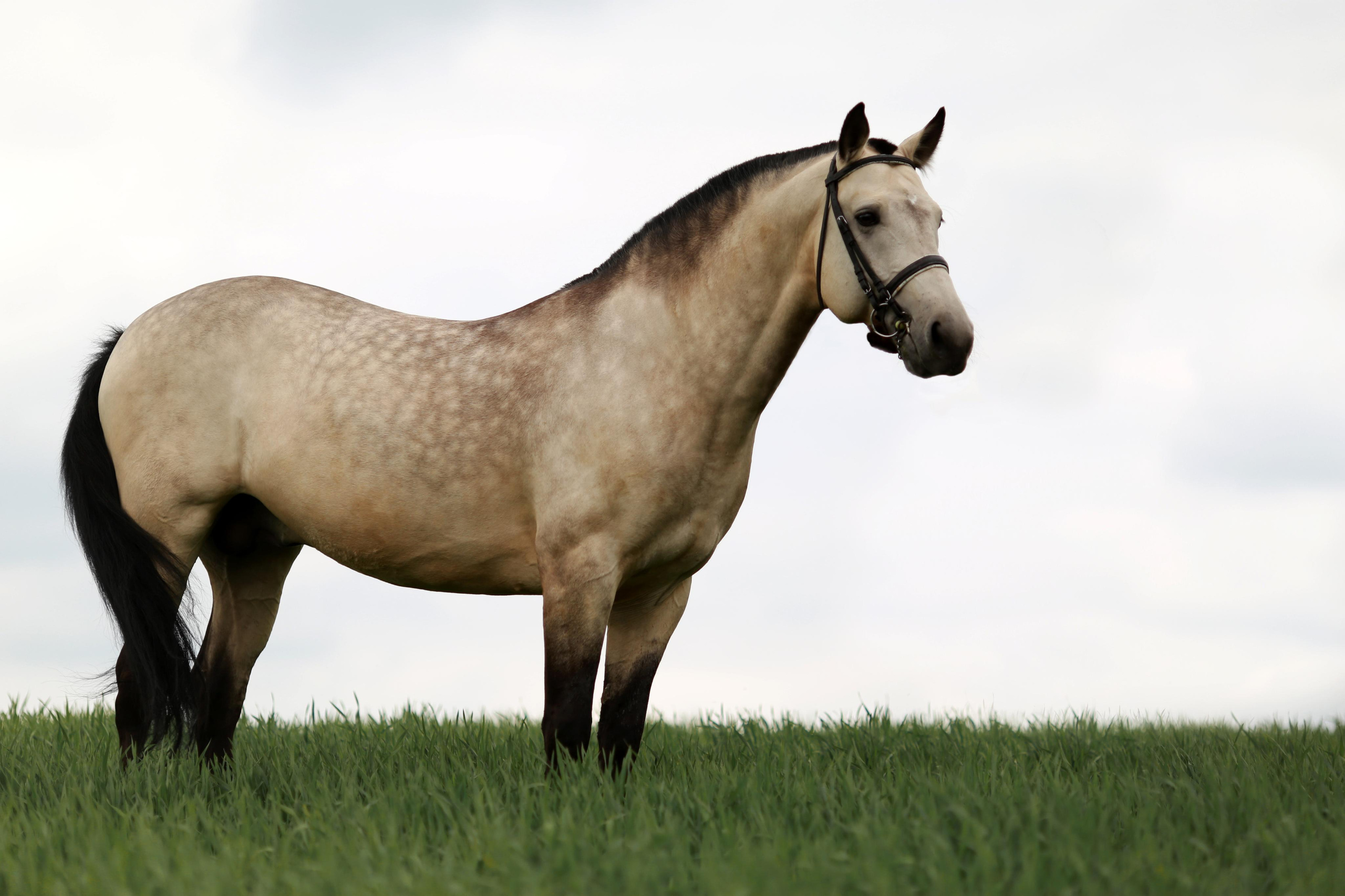 Прайс. Фотограф Юлия Гросс