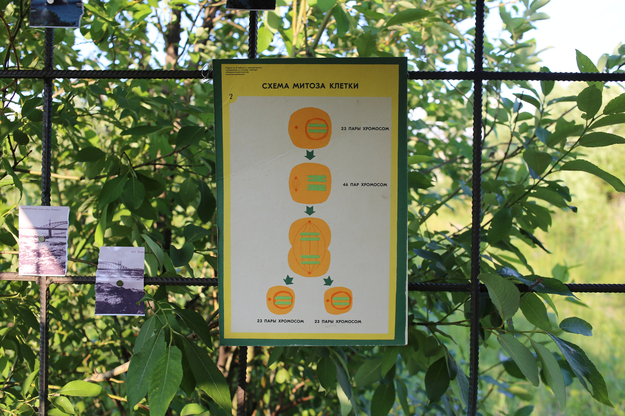 Митоз Андрей Шепель 29.06.2024