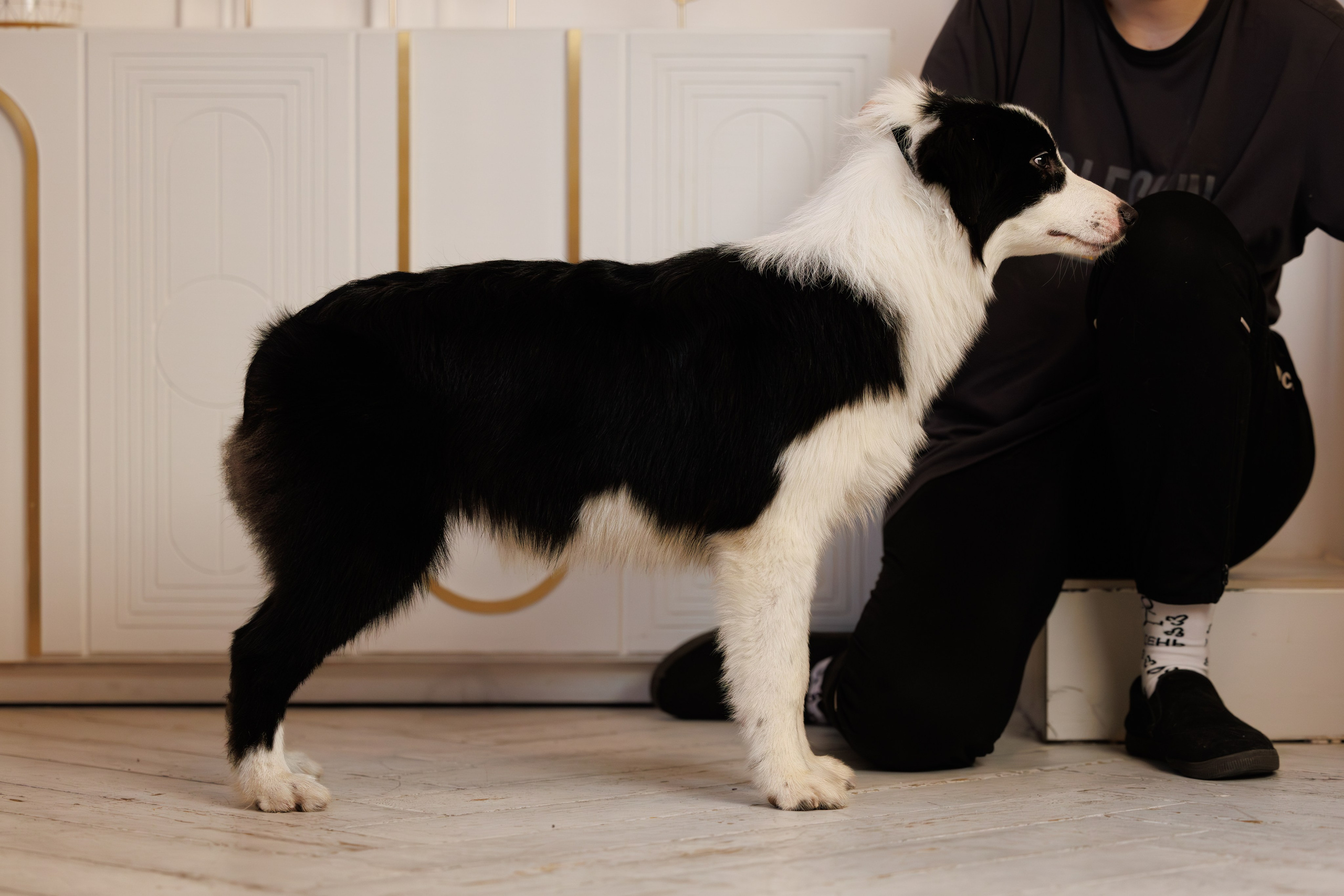 К-помёт. BLGKV питомник собак