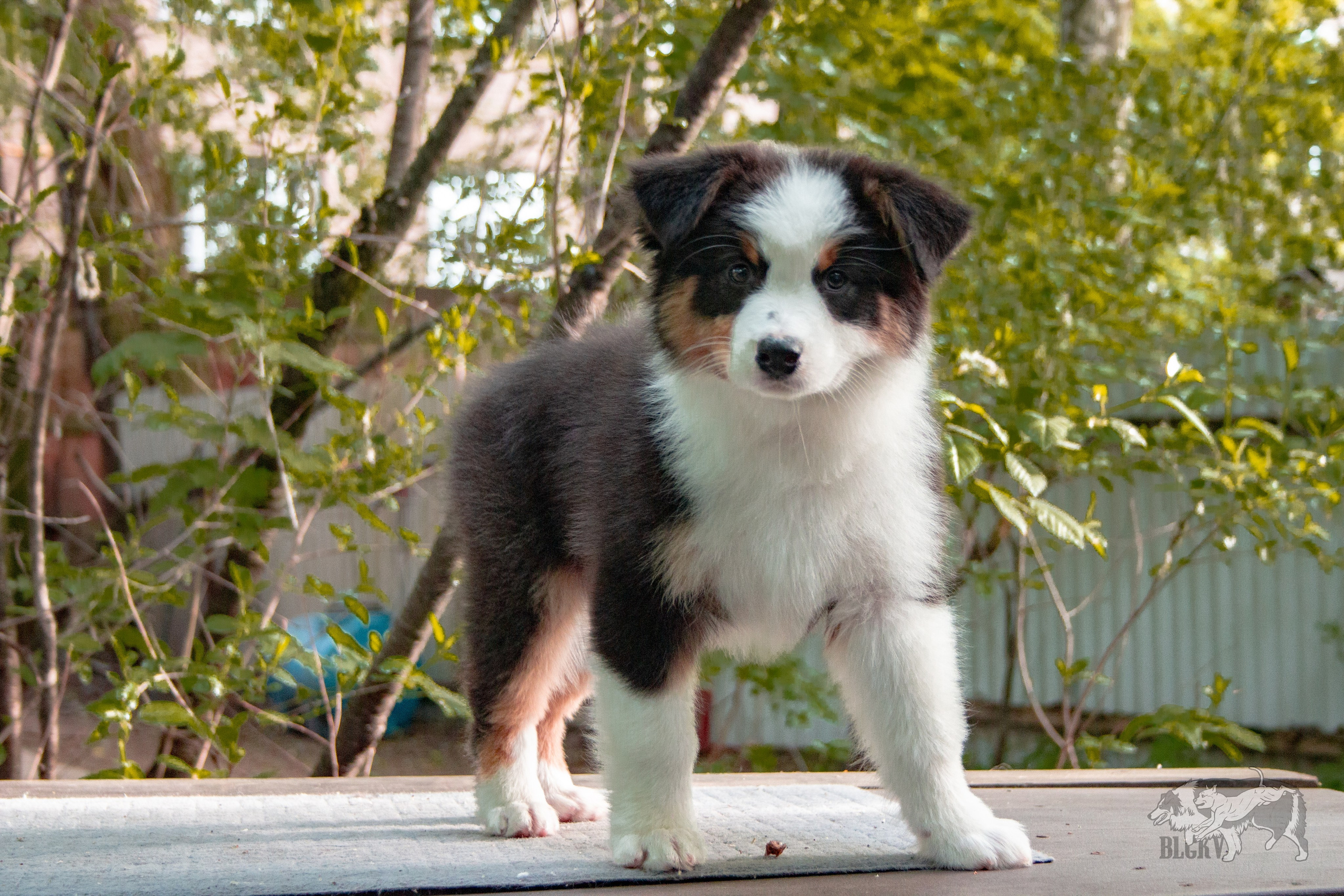 А-помёт. BLGKV питомник собак