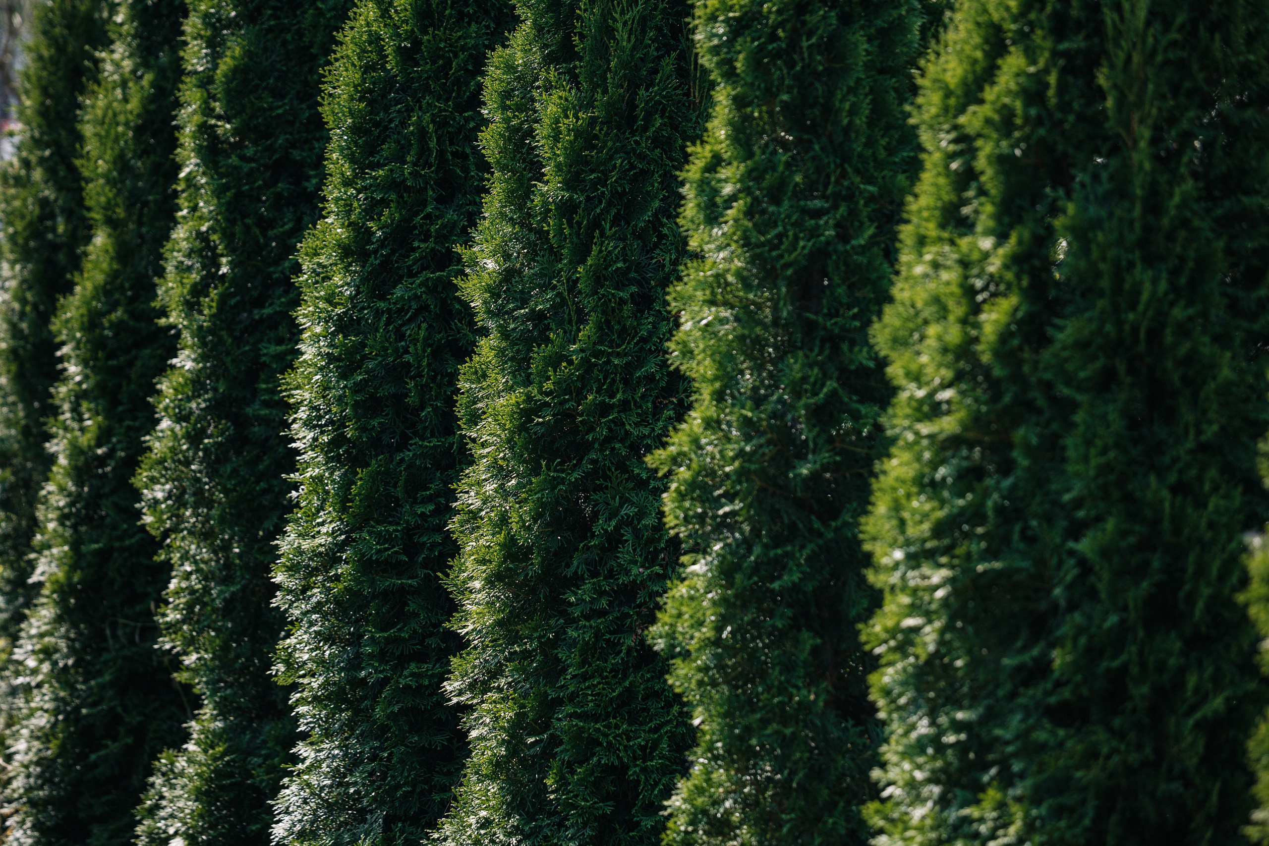 Ландшафтный дизайн. Главная