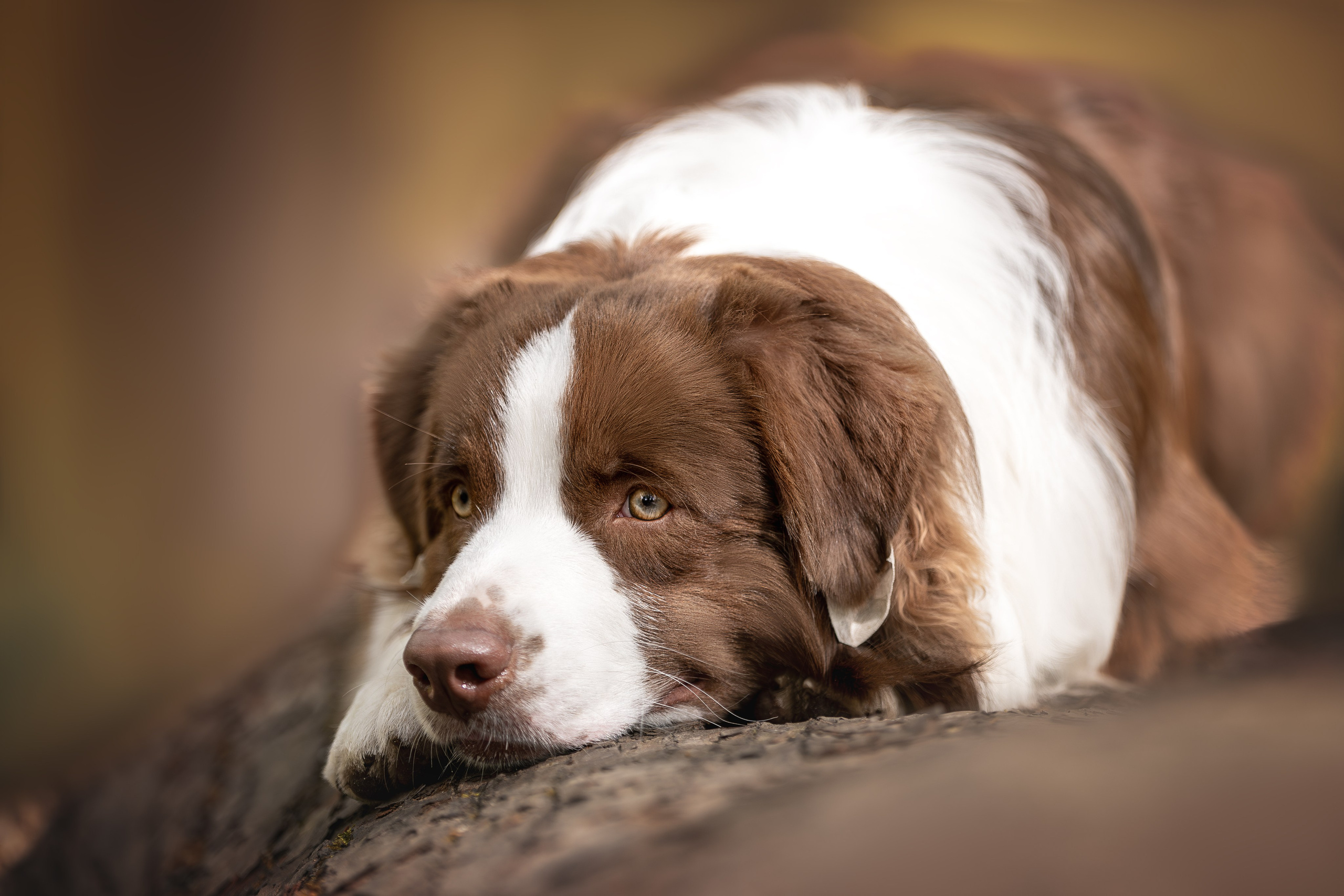Услуги. Ирина Голомб|Фотограф-анималист в Сочи и Калининграде
