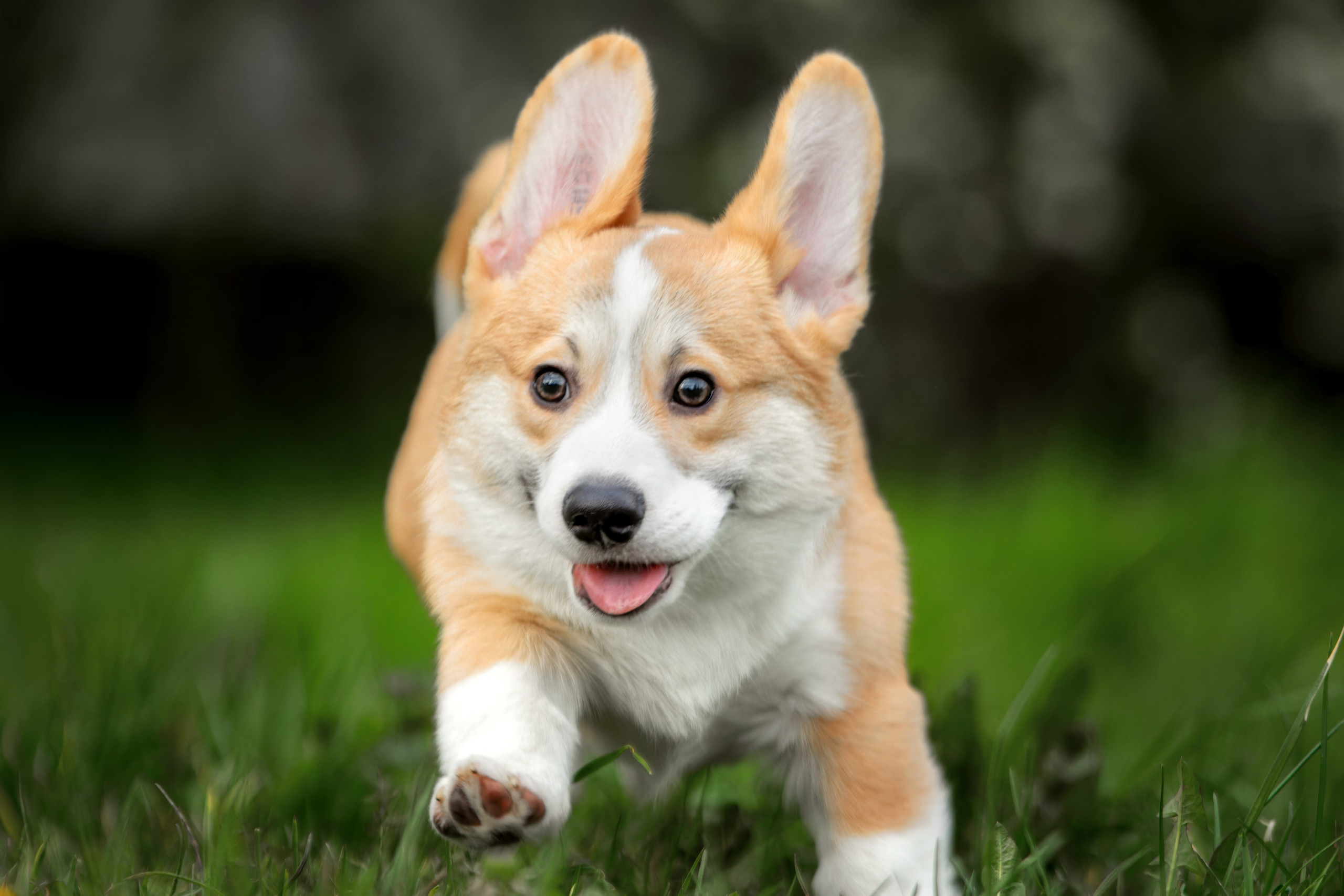 Чек-лист. Фотограф-анималист Юлия Зубкова