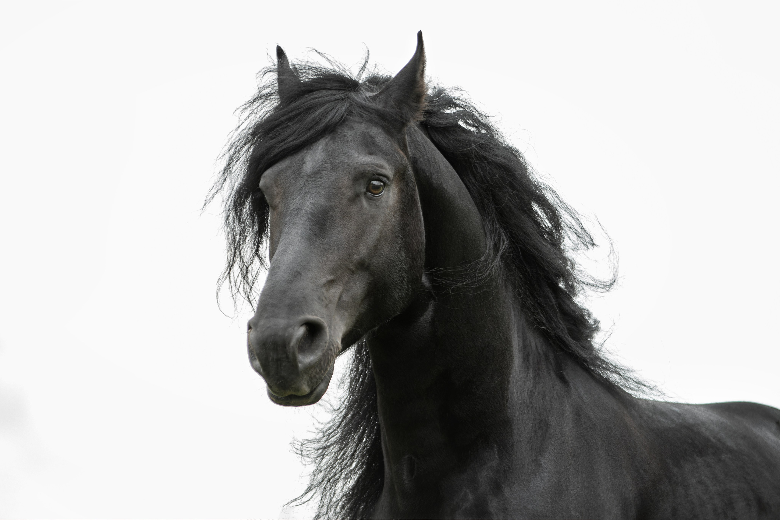 Мои достижения. Фотограф-анималист Юлия Зубкова