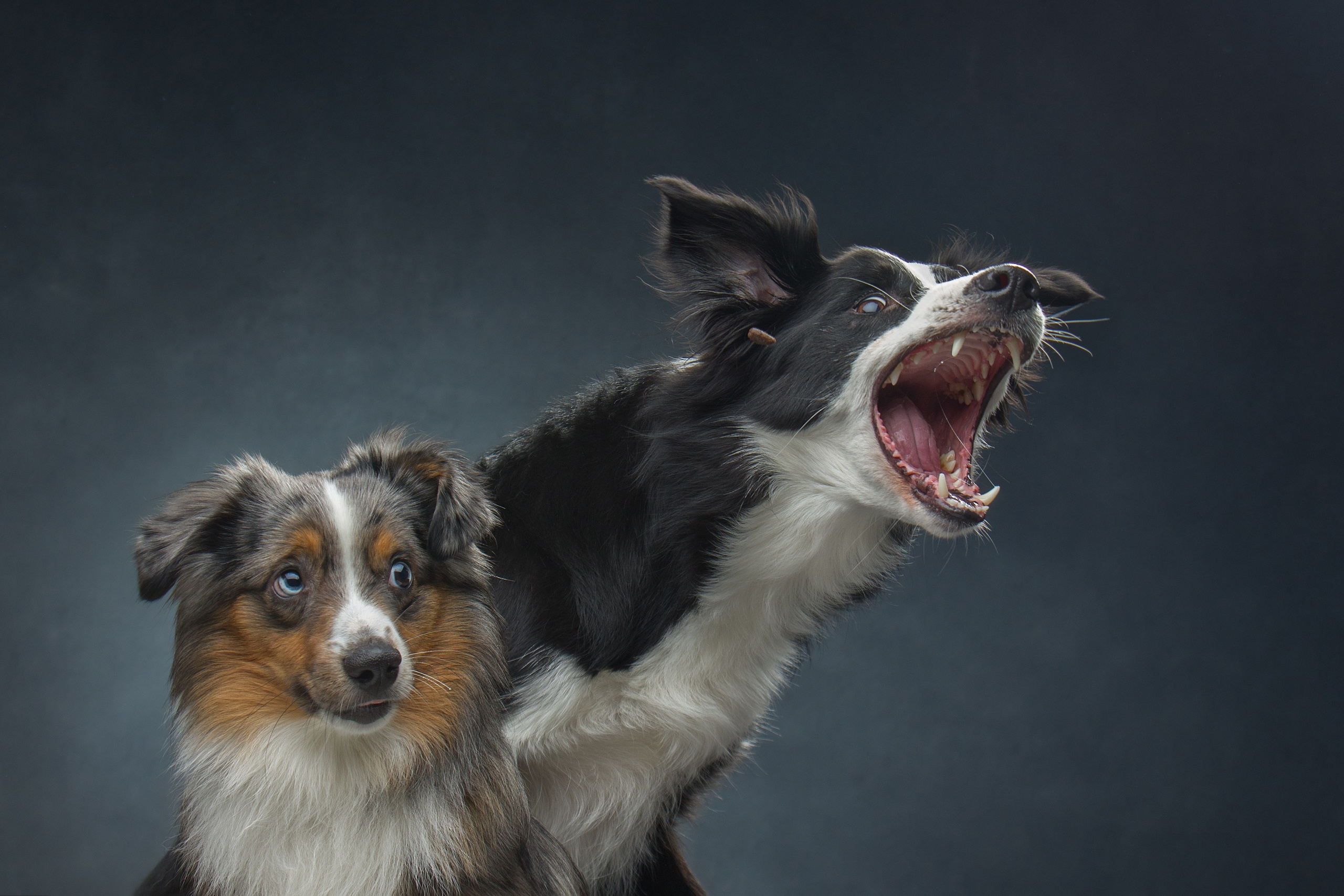 Мои достижения. Фотограф-анималист Юлия Зубкова