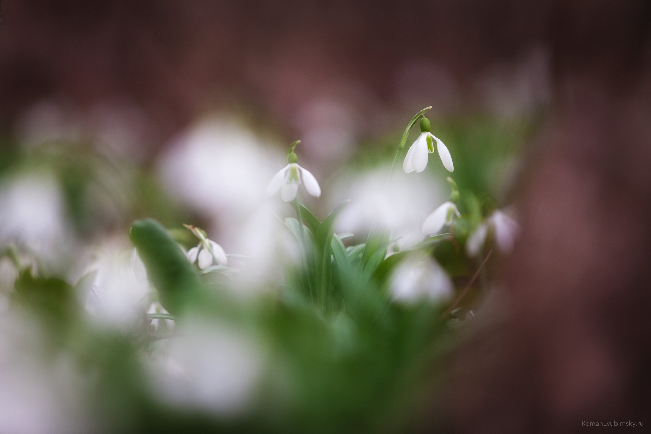 Весенний Крым. Пейзажный & Timelapse фотограф Роман Любимский