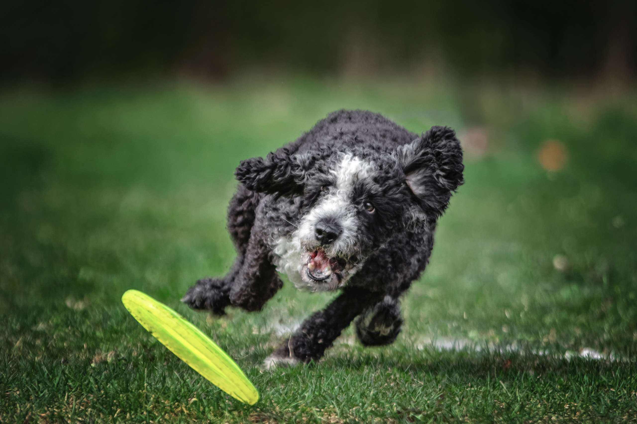 Чек-лист. Фотограф-анималист Юлия Зубкова