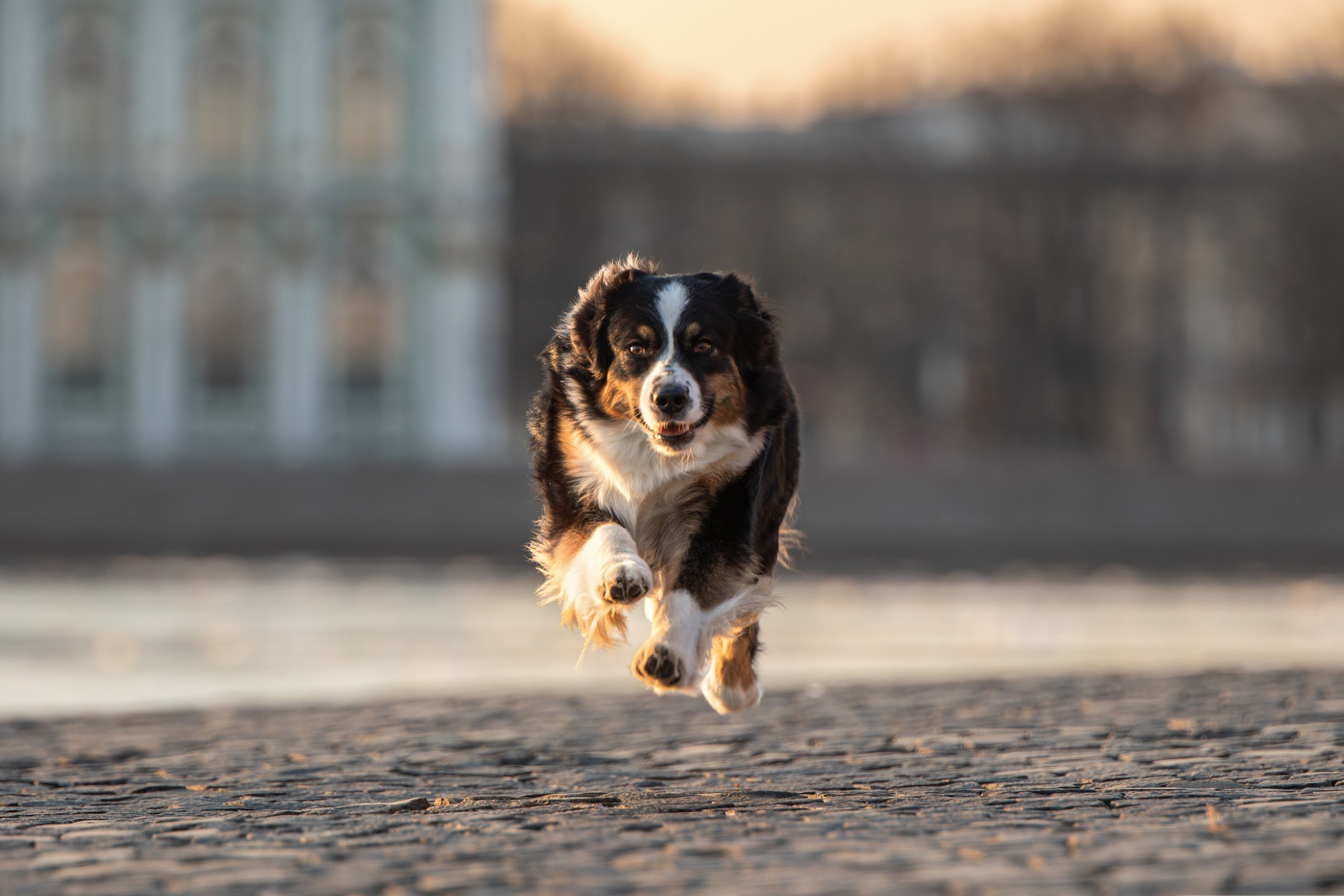 Репортажная съемка трехцветной собаки с голубыми глазами на прогулке