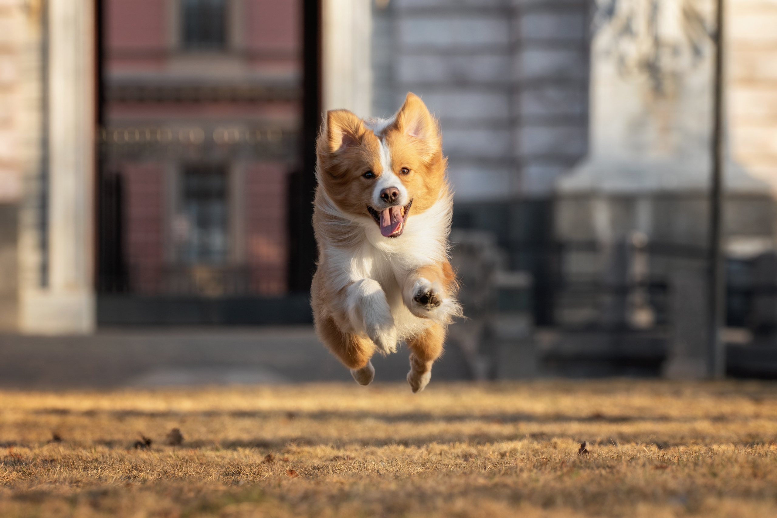 Стоимость фотосъемки собаки. Фотограф-анималист Юлия Зубкова